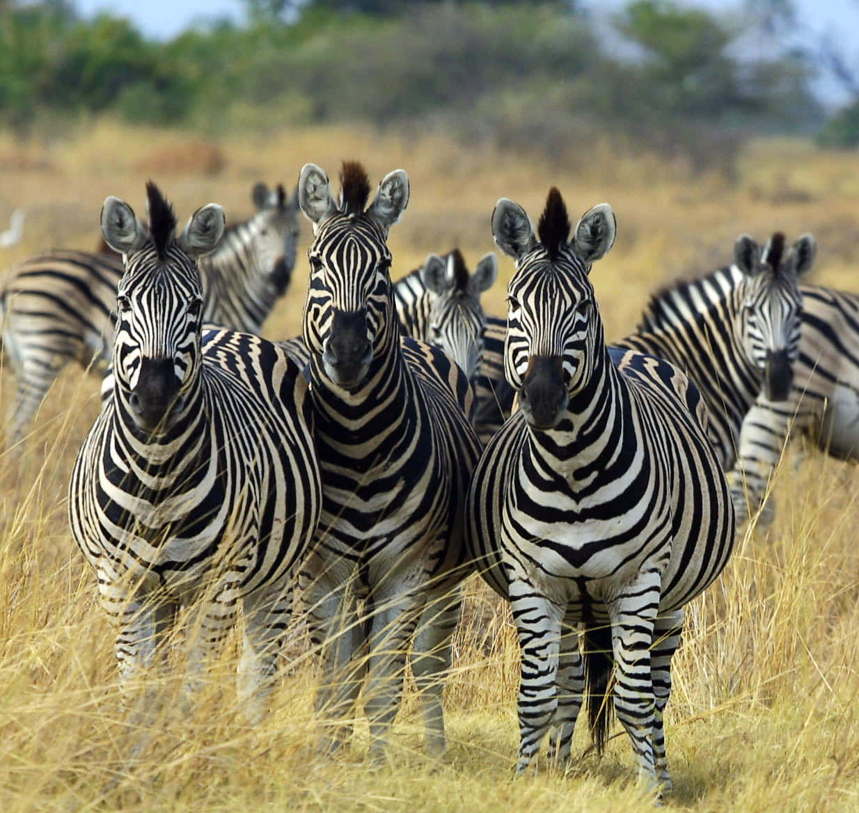Majestic and Beautiful Zebra in the African plains