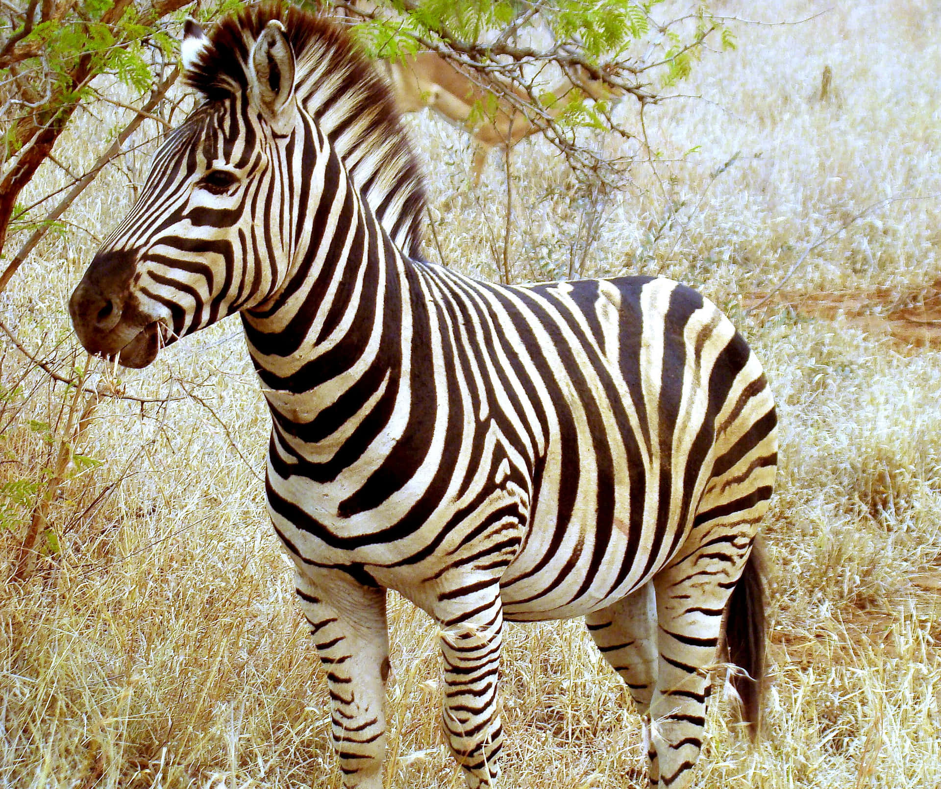 A beautiful striped zebra standing in a grassy savanna.