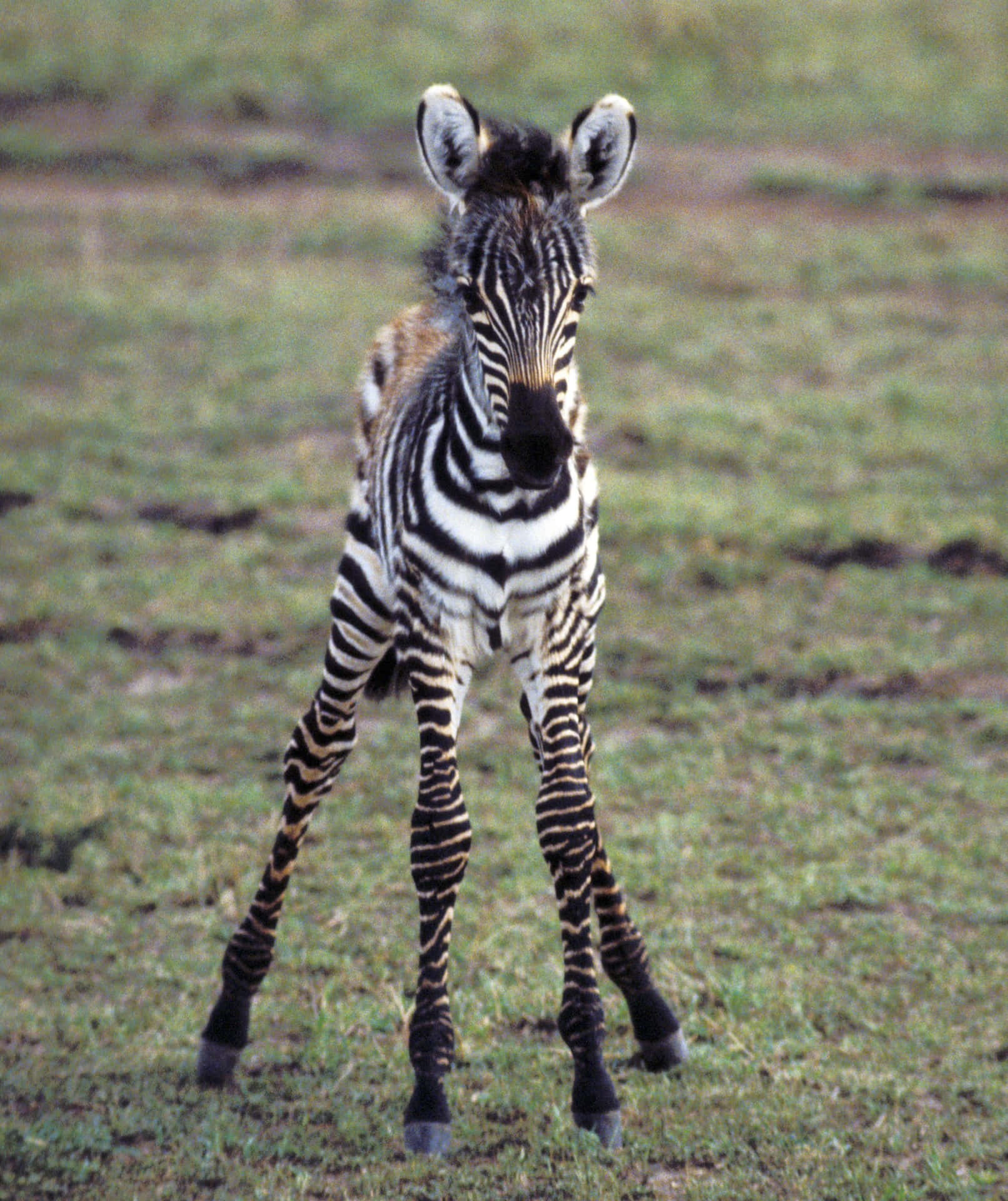 Taen Titt På Denna Vackra Zebra Fångad I Naturen.