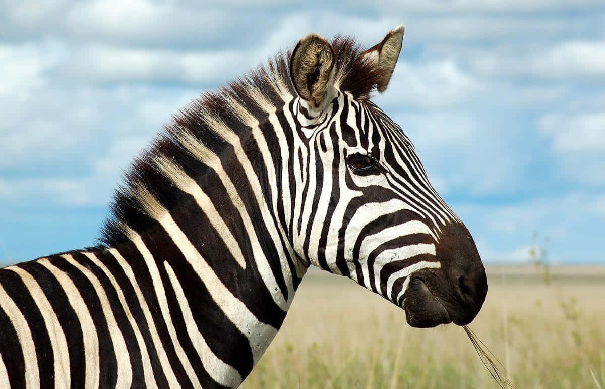 "The Beauty of the Zebra"