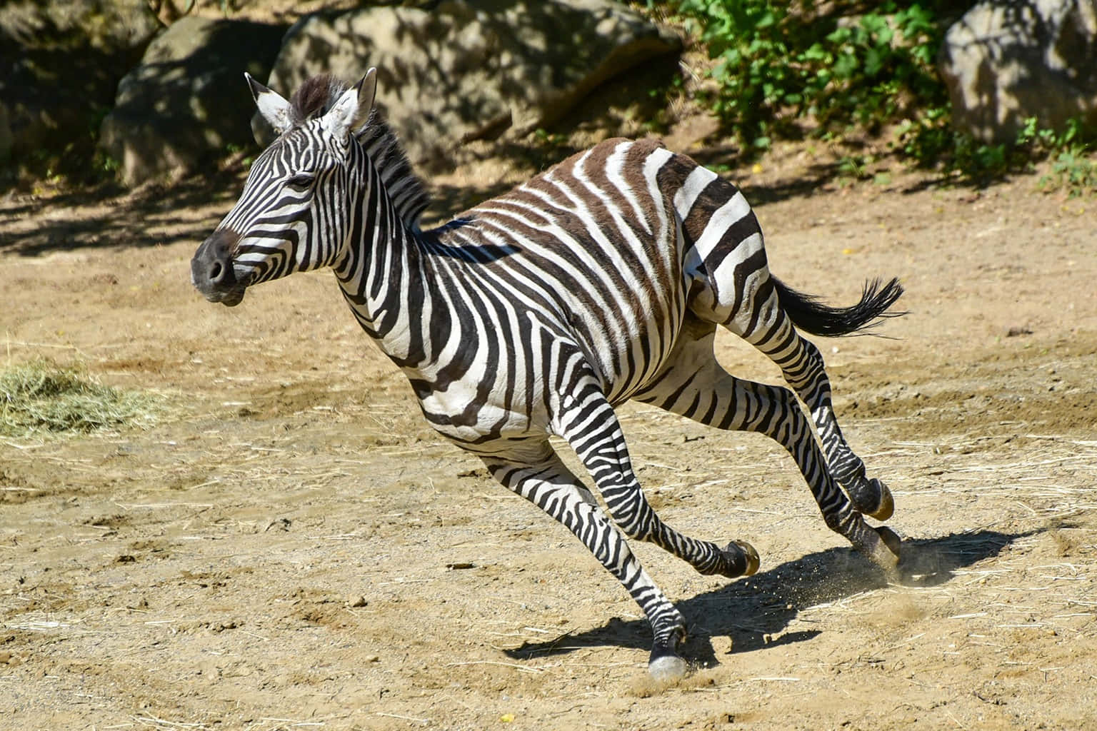 A close-up view of an adorable zebra