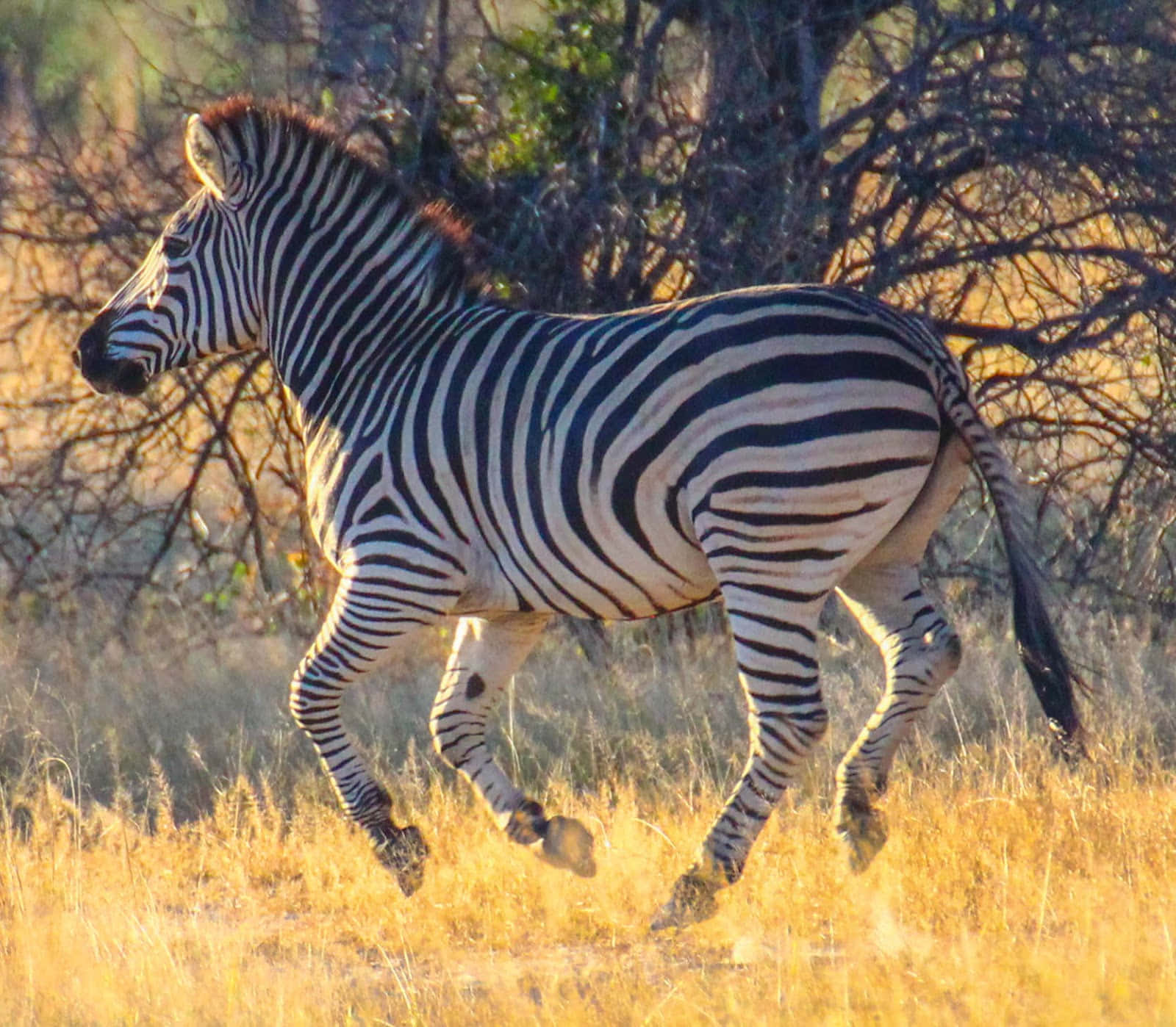 A zebra amongst other animals in the African safari.