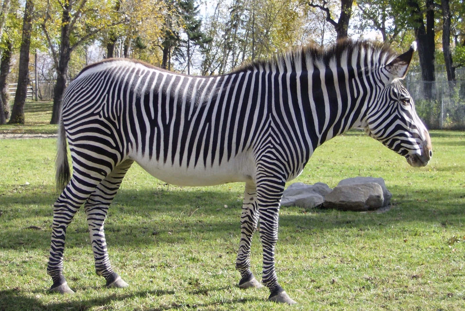 Unbranco Di Zebre Selvatiche Che Pascolano Nella Savana