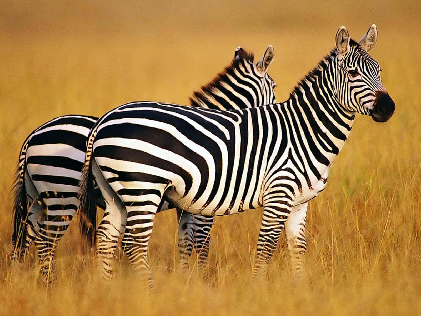 Umbando De Zebras Reunidas Na Savana.