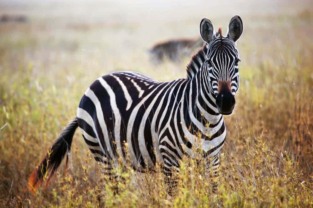 Enflok Zebraer, Der Går Over Savannen I Tanzania, Som Computer Eller Mobil Baggrund.