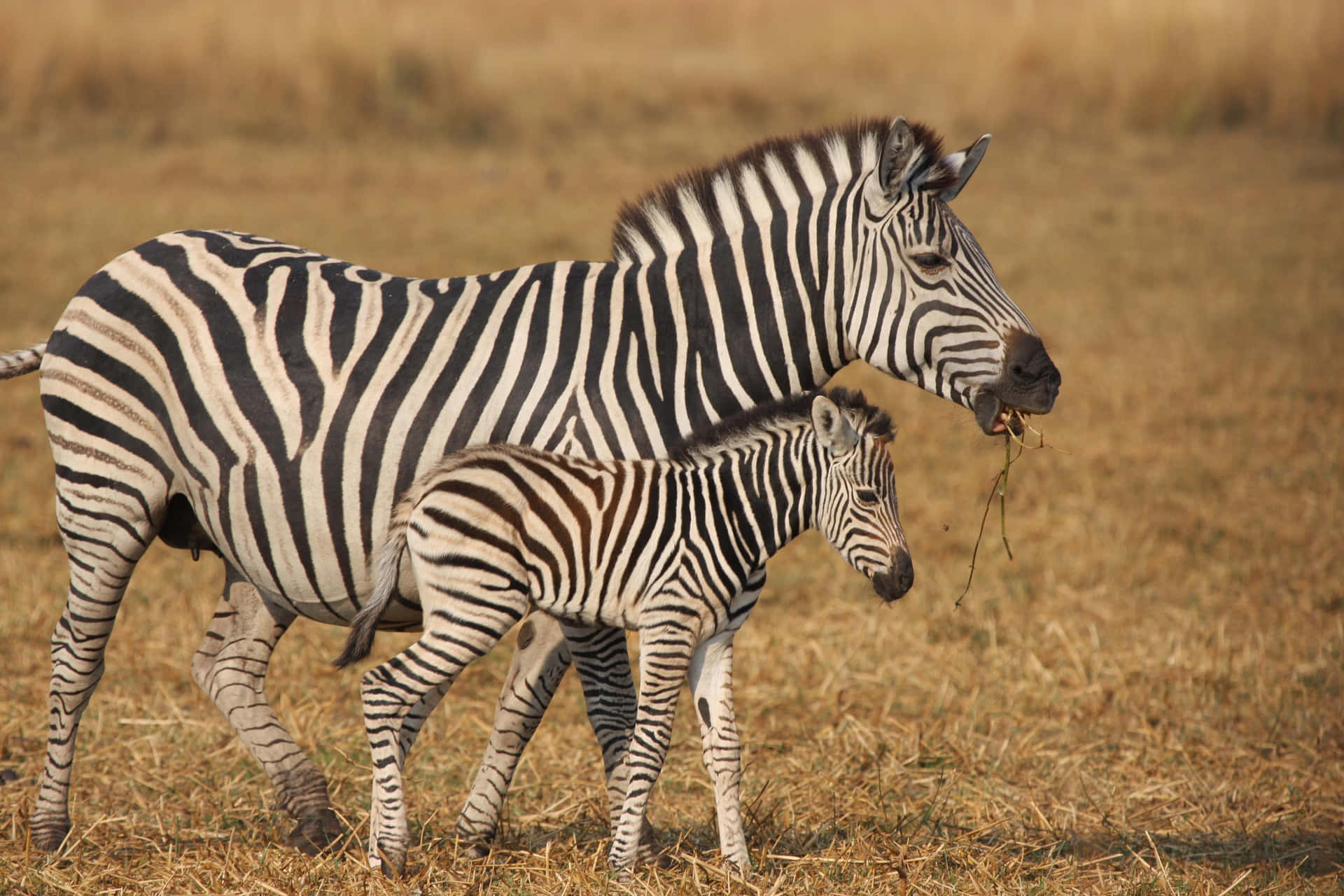 "The Striking Stripes of a Zebra"