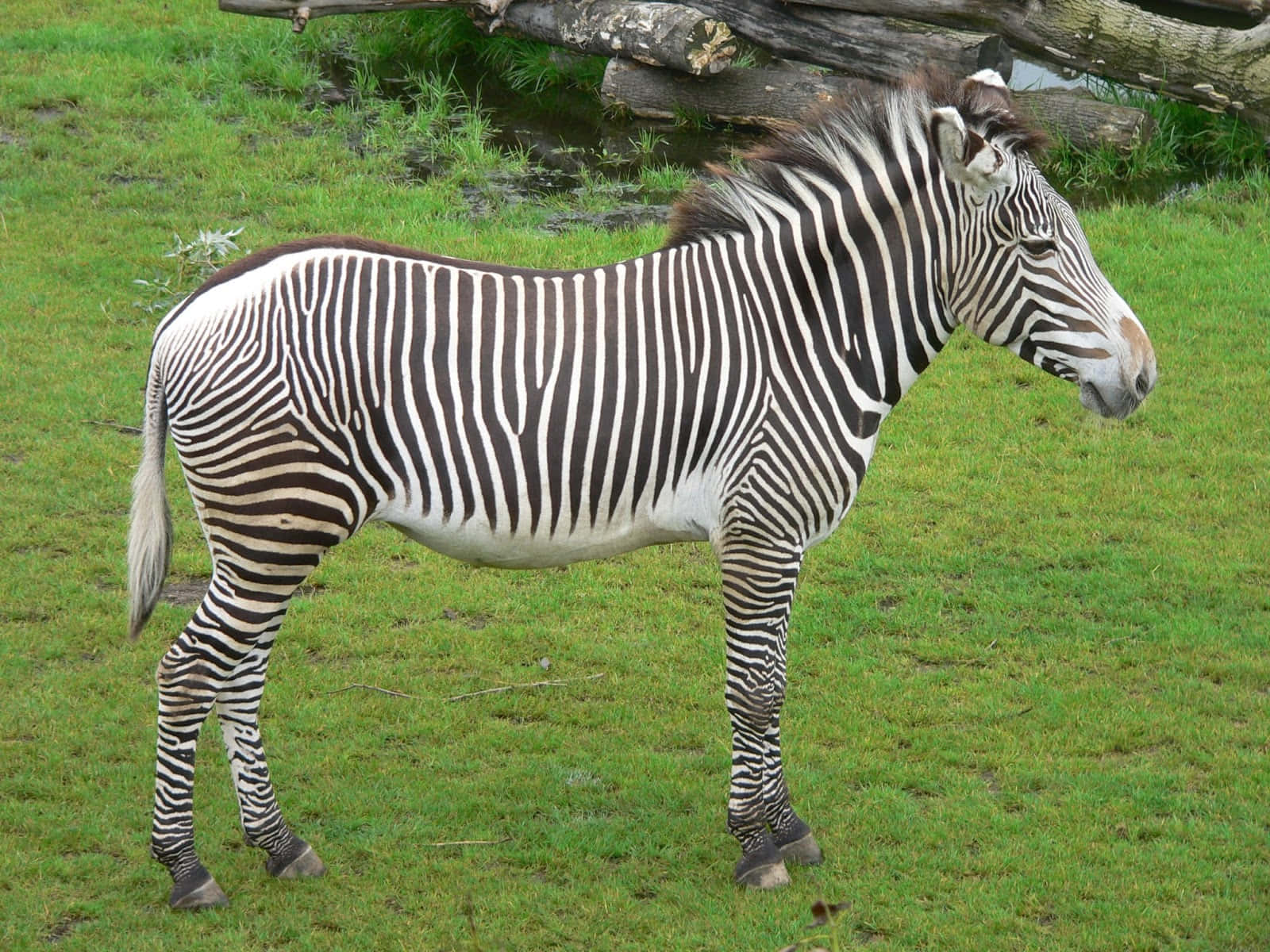 A Zebra Standing In The Grass