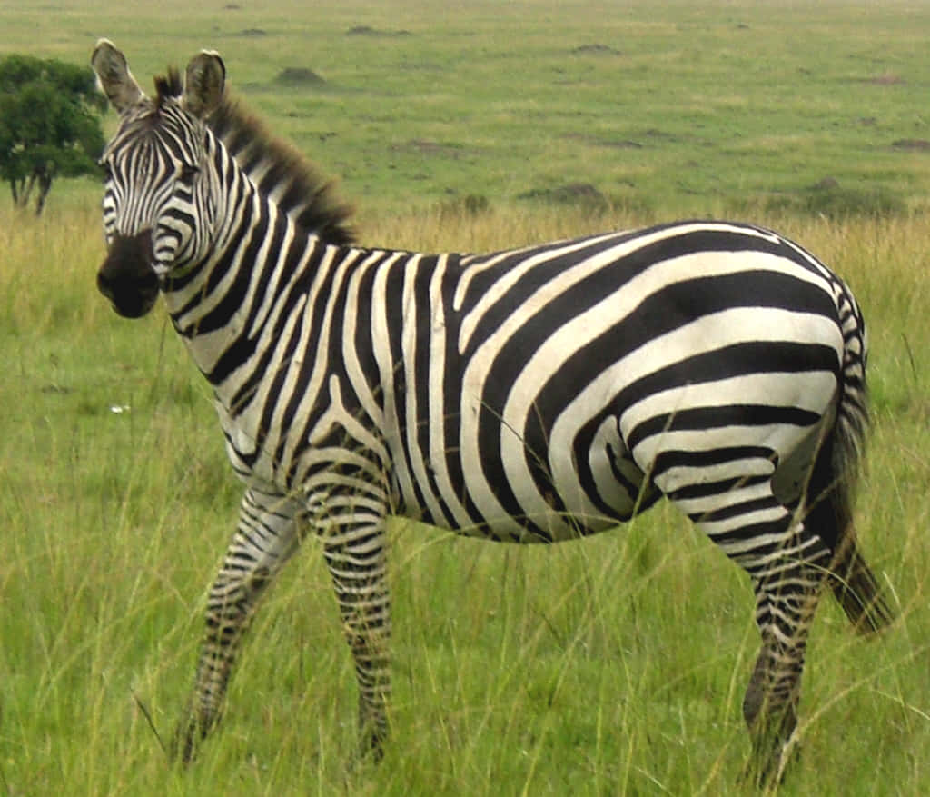 A zebra in its natural habitat