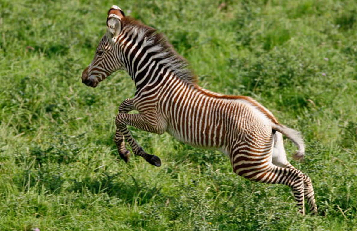 Two Zebra Running across the Savannah