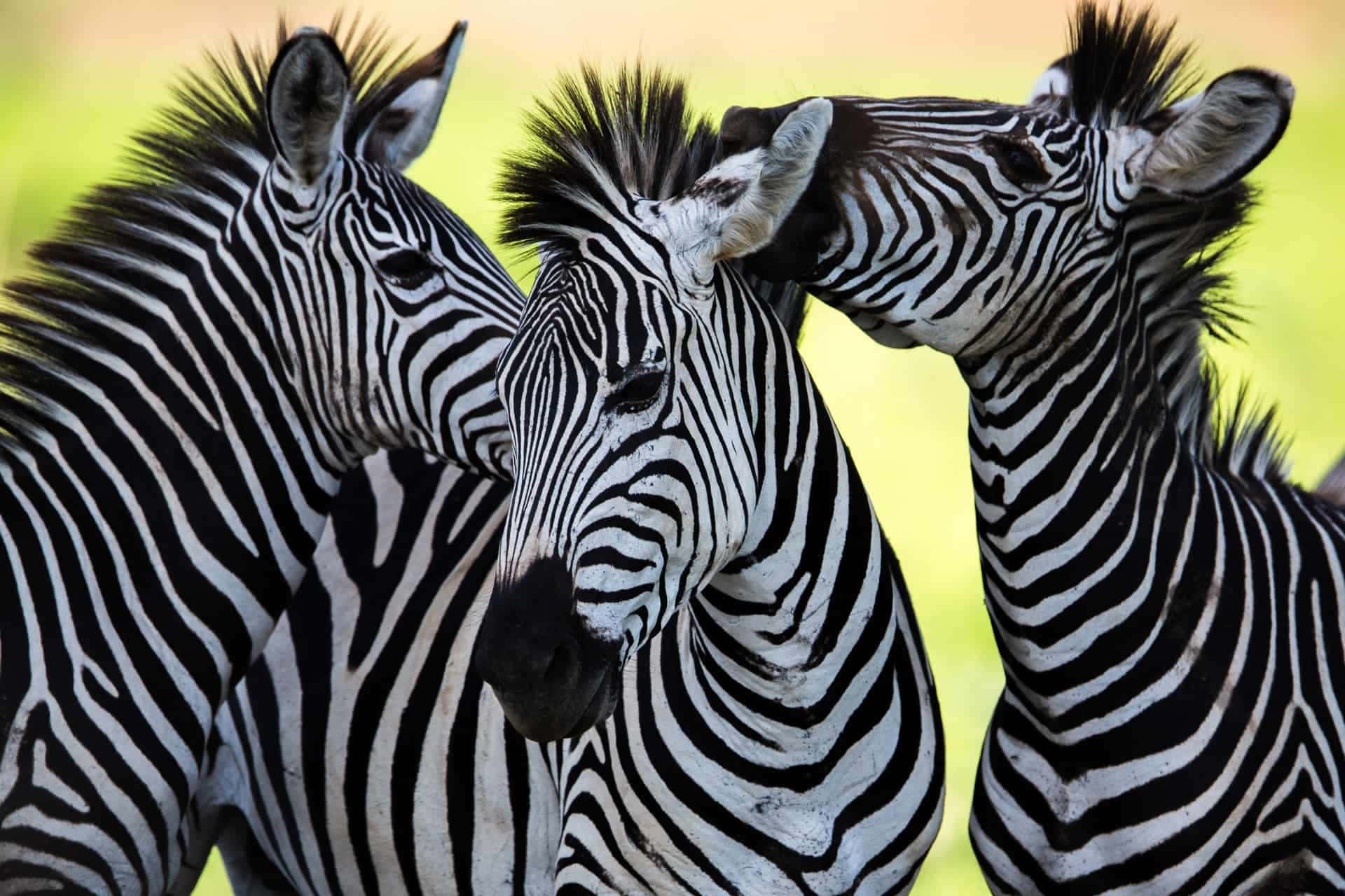 Wild Zebras Grazing Against A Rolling Savannah