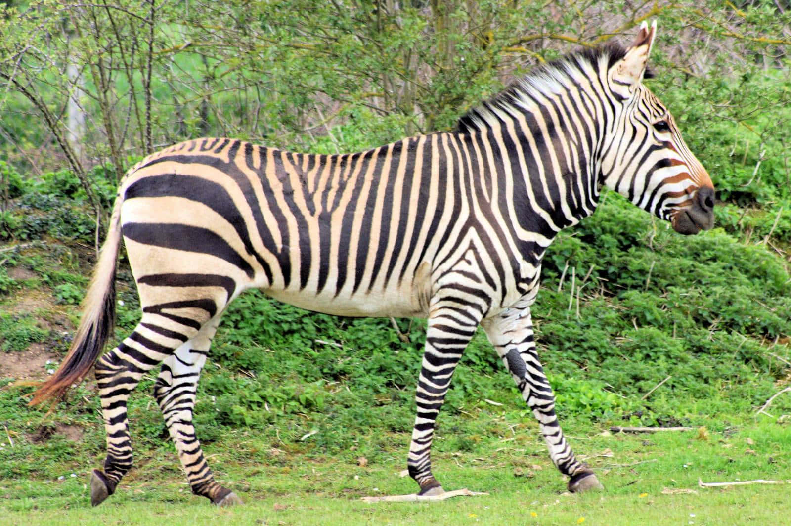Grøneng Zebra