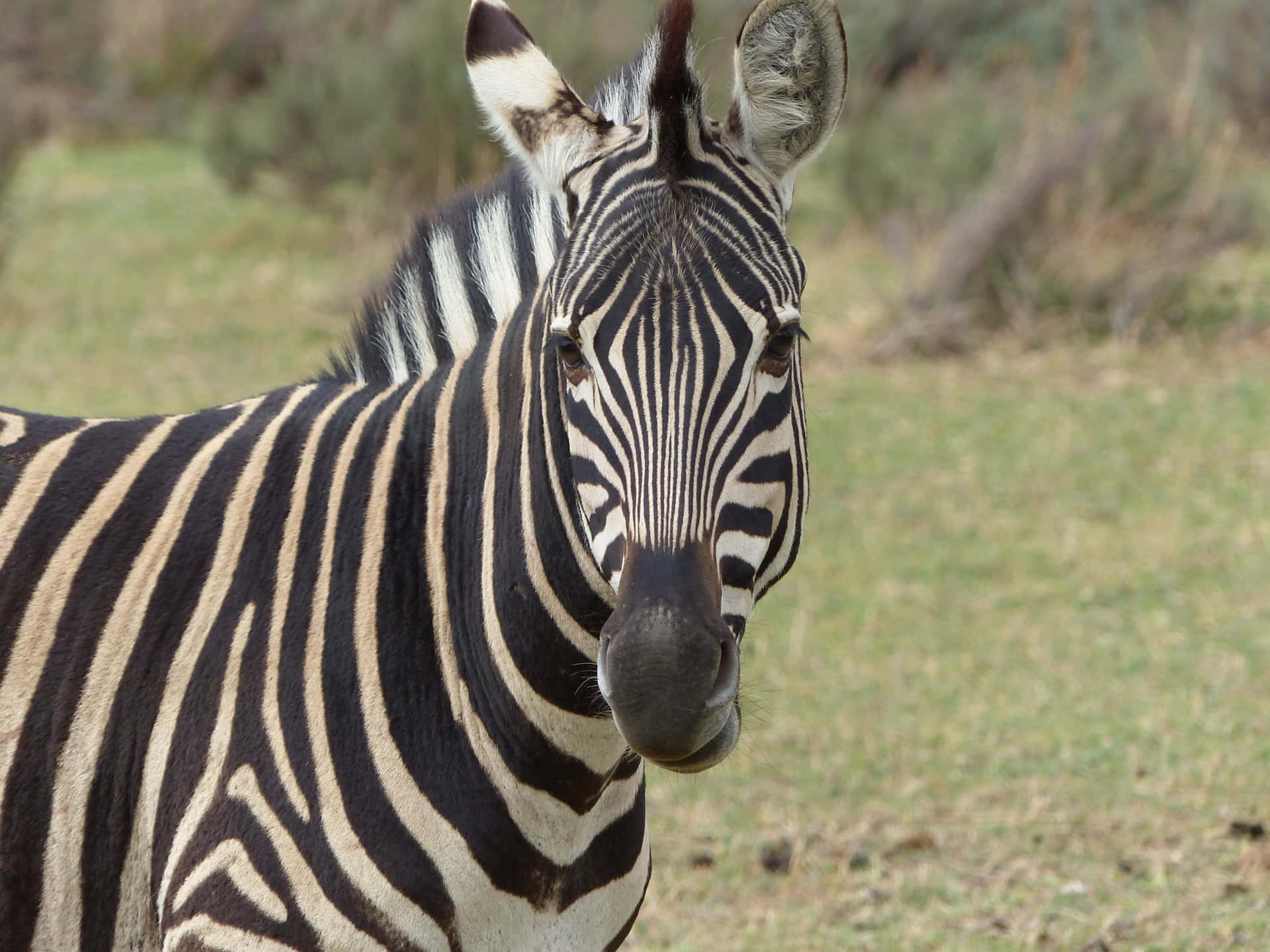 Närbildpå En Zebra