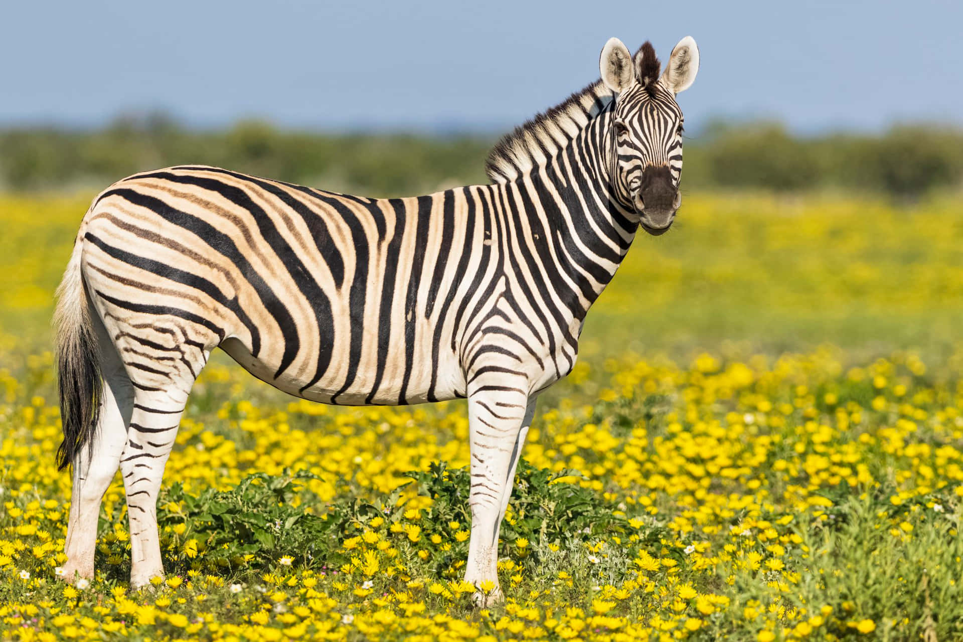A zebra in the wild grazing across the African plains.