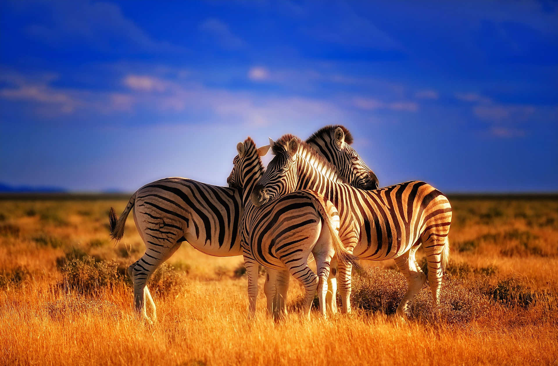 Envacker Zebra Poserar Med Vegetation I Bakgrunden.