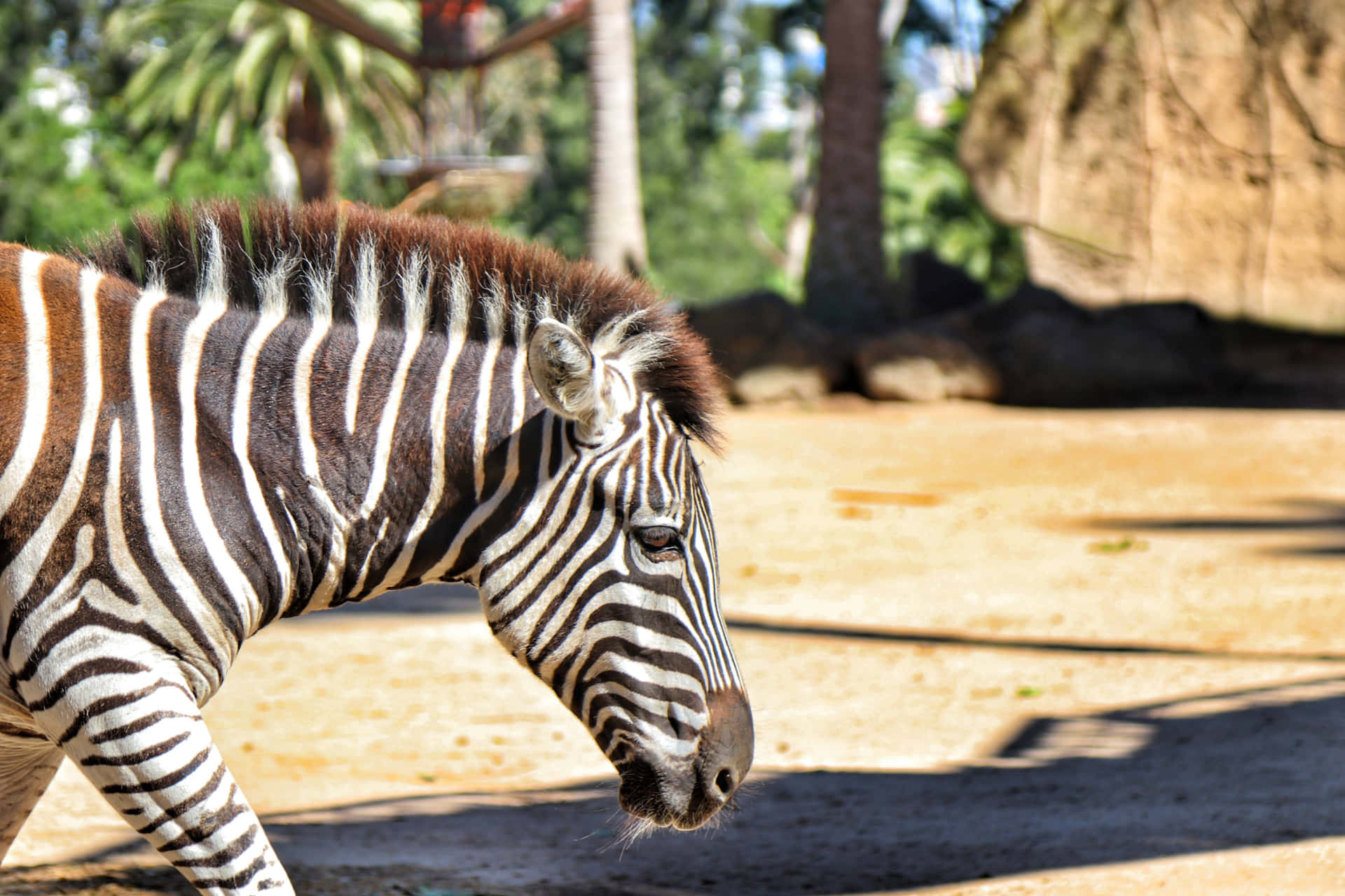 Zebra Profile Melbourne Zoo.jpg Wallpaper