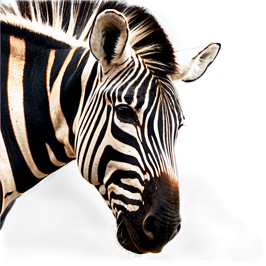 Zebra Profile Side View Png 60 PNG