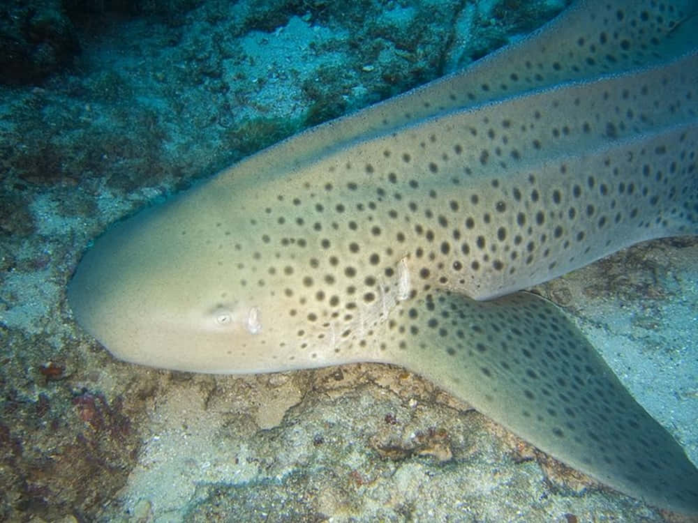 Zebra Shark Resting On Seabed.jpg Wallpaper