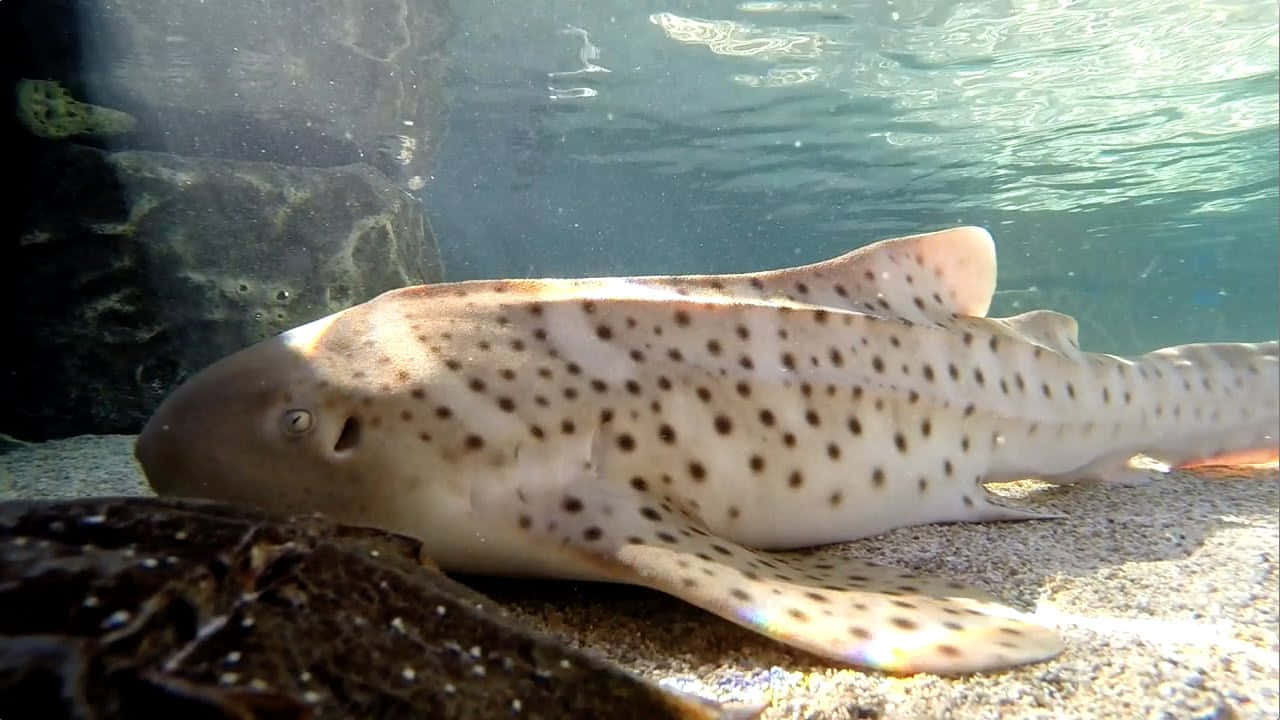 Zebra Shark Restingon Aquarium Floor Wallpaper