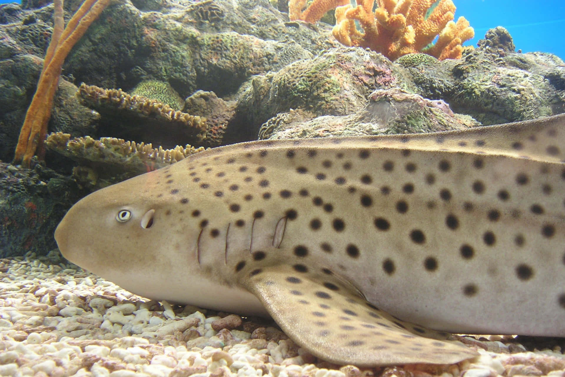 Zebra Shark Restingon Ocean Floor Wallpaper