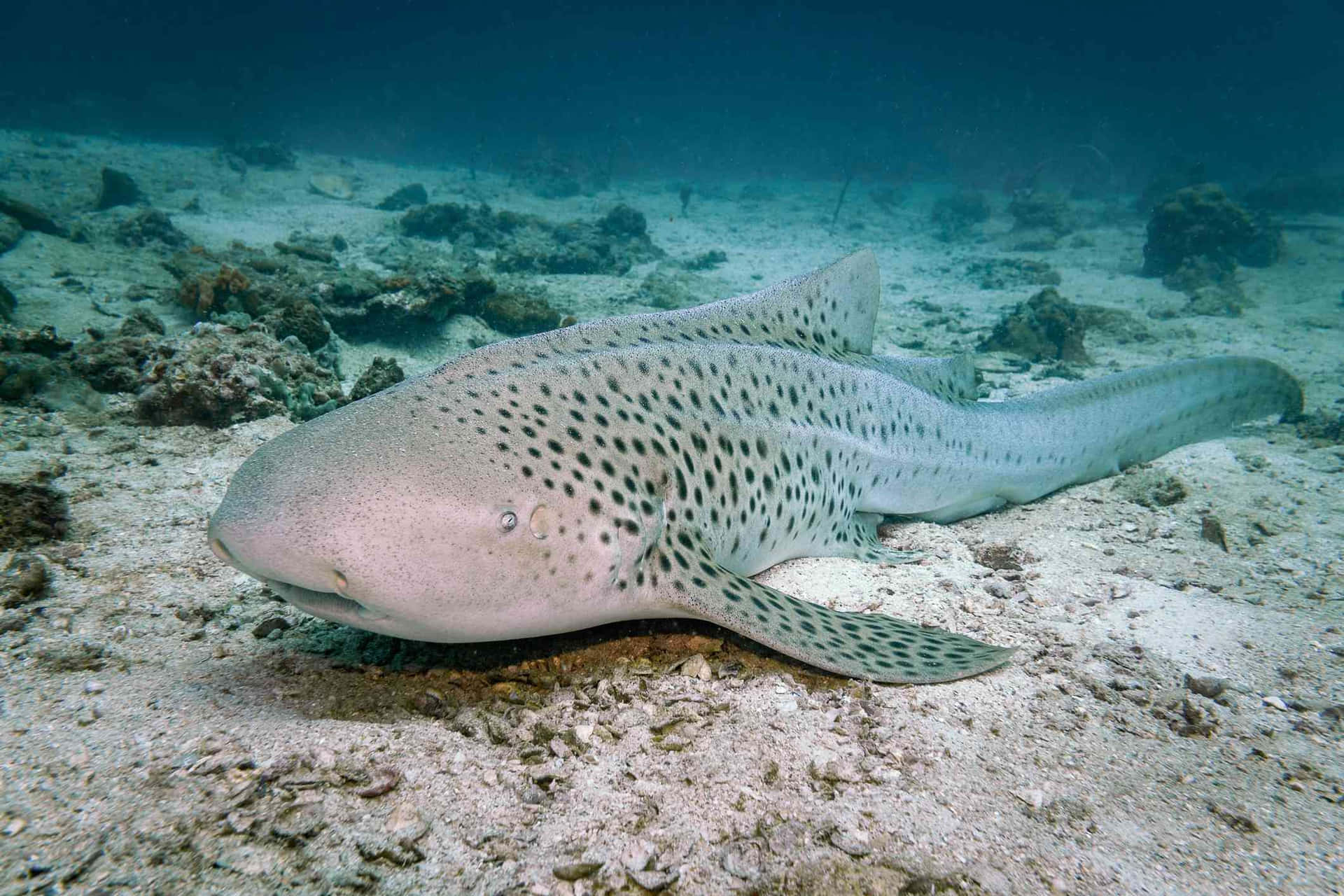 Zebra Shark Restingon Seabed.jpg Wallpaper