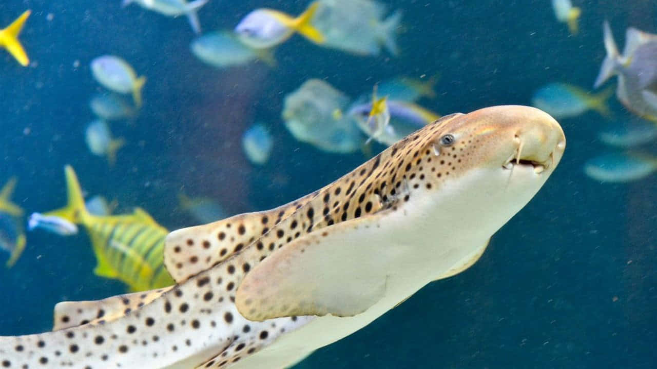 Zebra Shark Swimming Among Fish.jpg Wallpaper