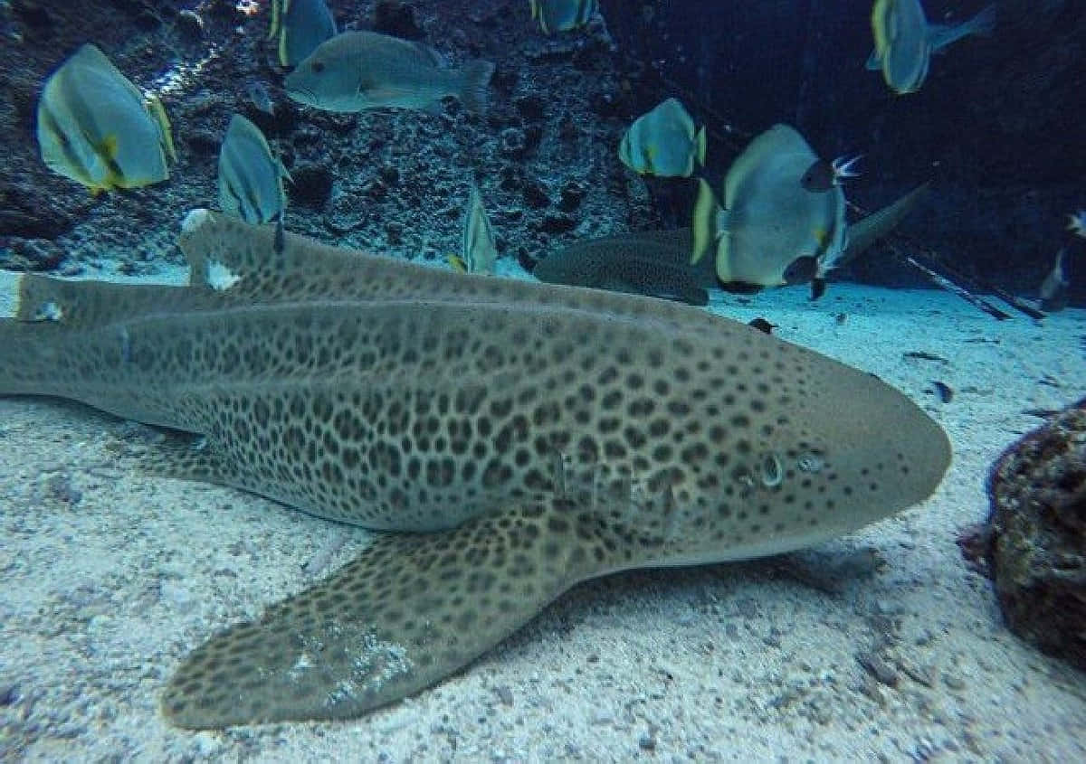 Zebra Shark Swimming In The Deep Blue Sea Wallpaper