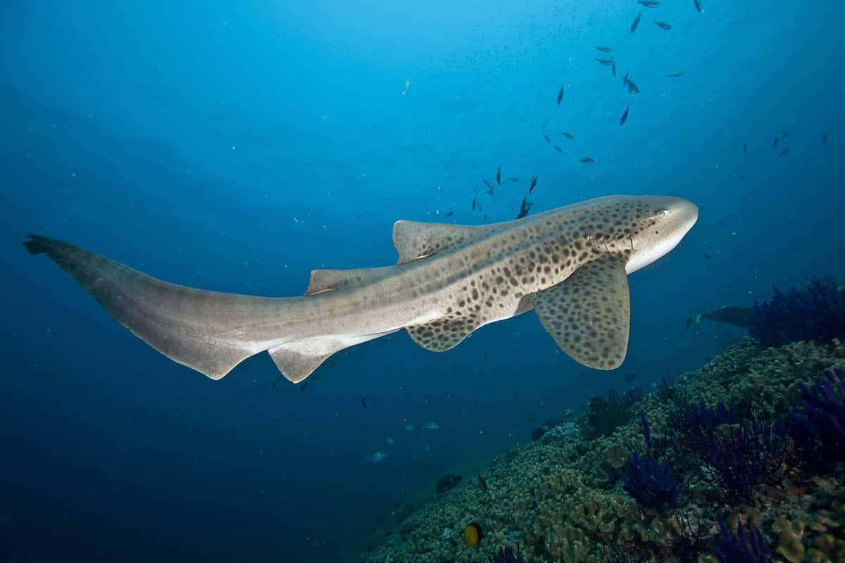 Zebra Shark Swimming Over Coral Reef Wallpaper