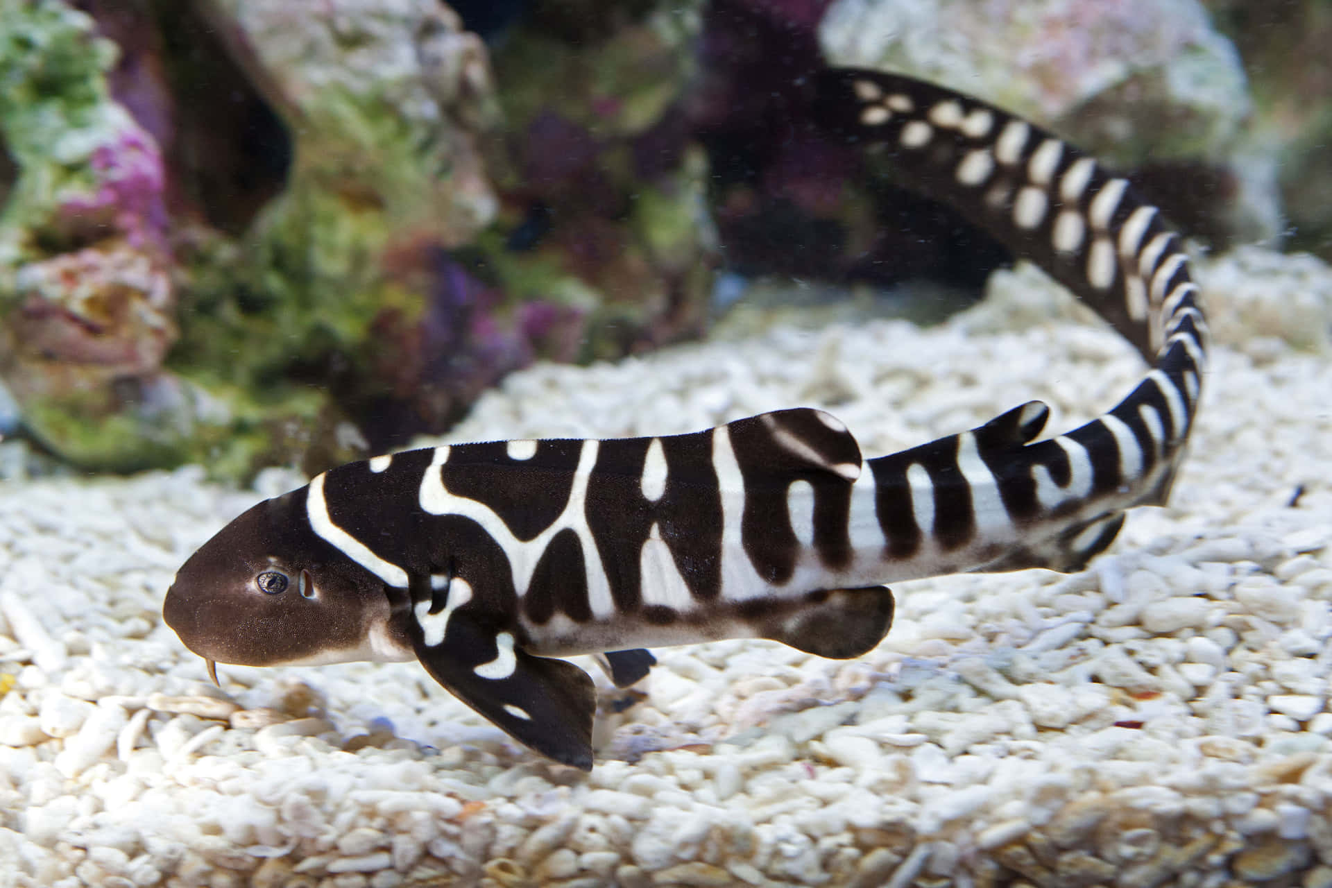 Zebra Shark Swimming Over Substrate Wallpaper