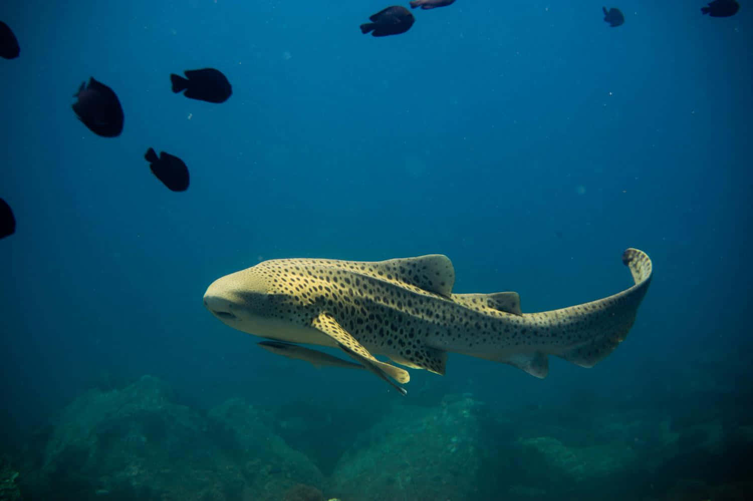 Zebra Shark Swimming Underwater.jpg Wallpaper