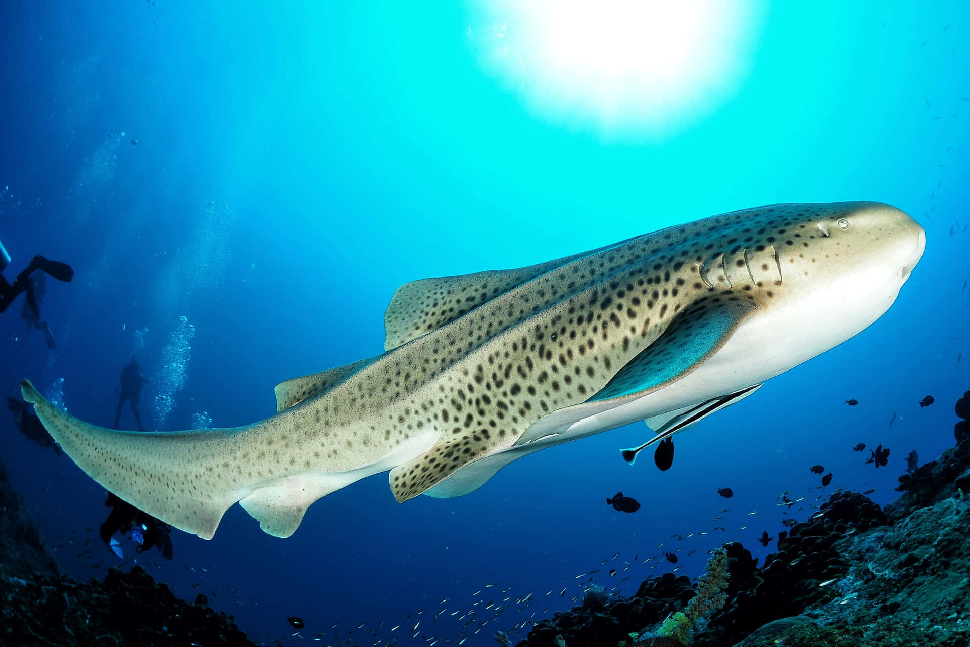 Zebra Shark Swimming Underwater Wallpaper