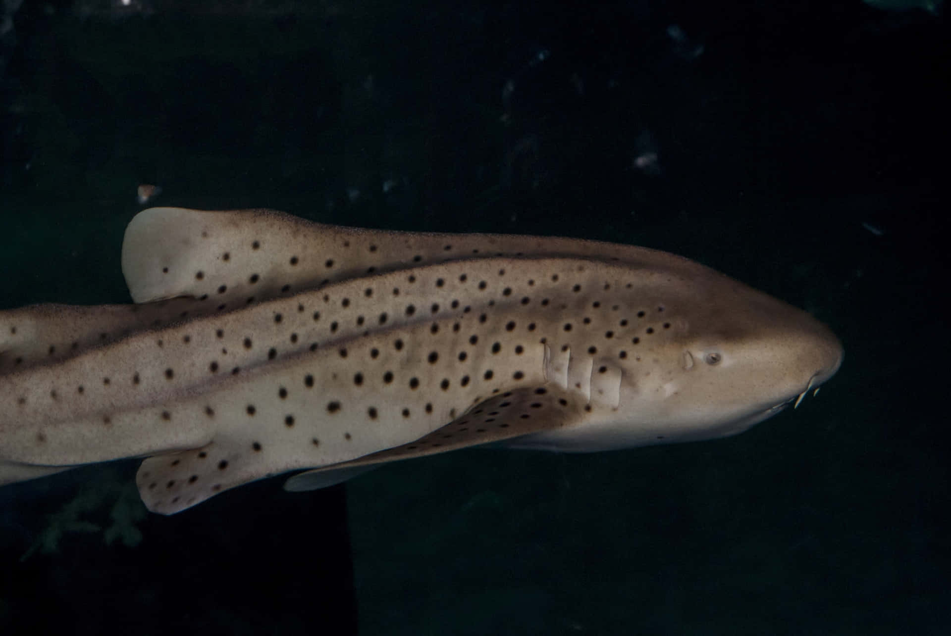 Zebra Shark Swimmingin Dark Waters Wallpaper