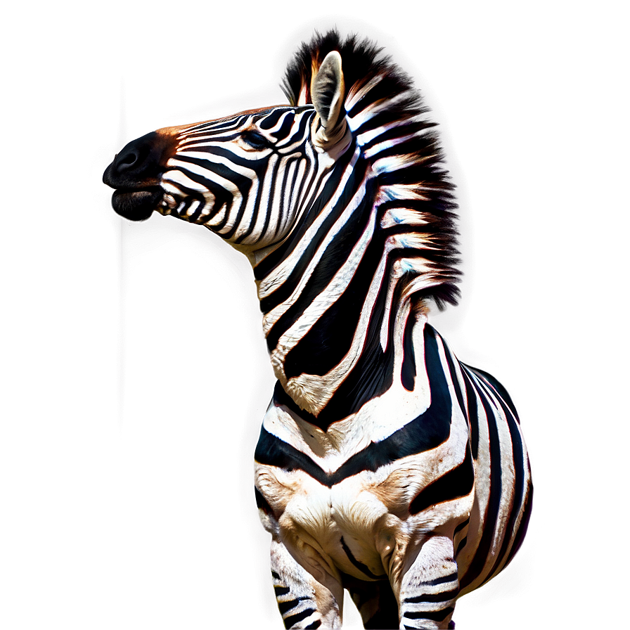 Zebra Side Pose Png 06112024 PNG