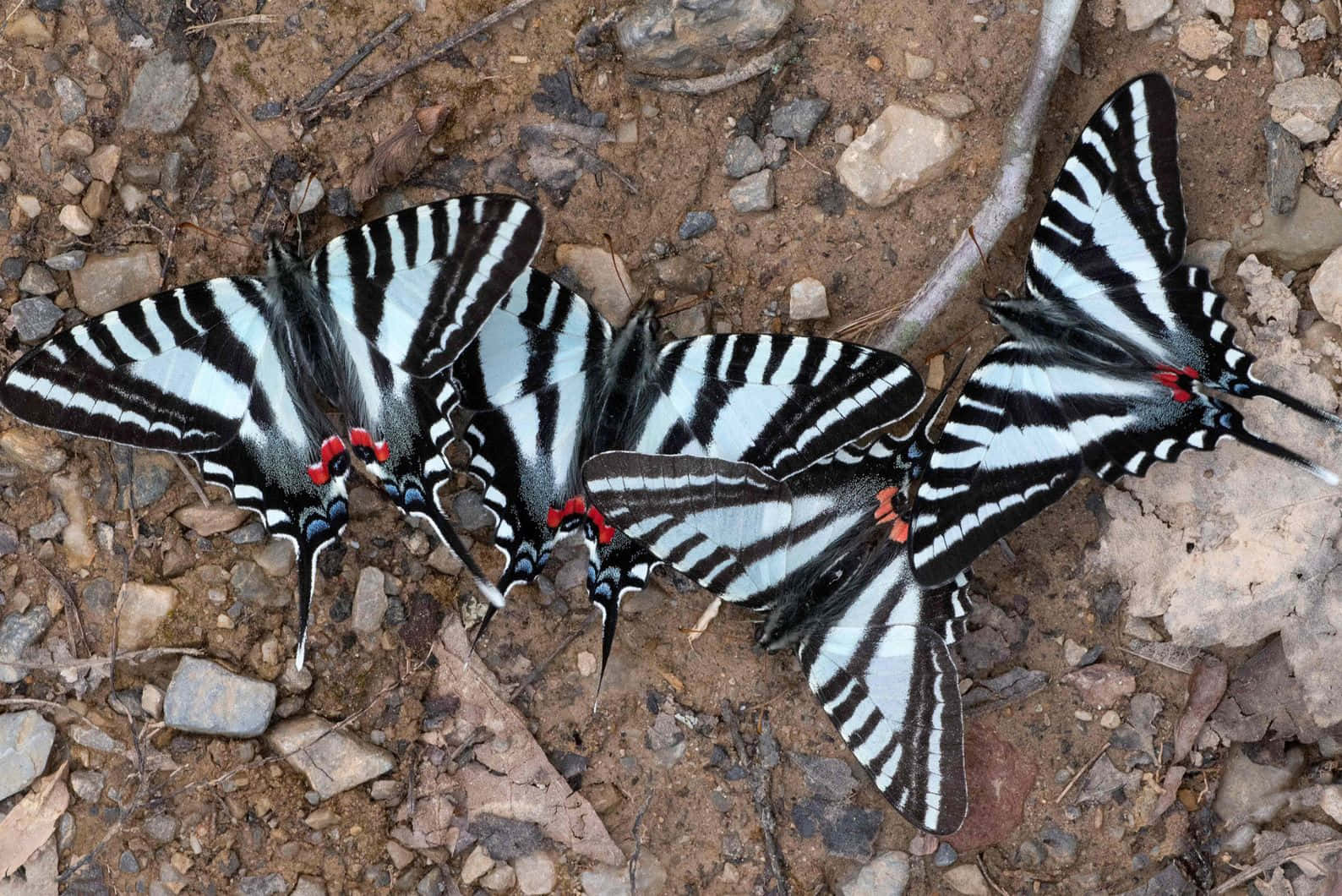 Zebra_ Swallowtail_ Butterflies_ Gathering Wallpaper