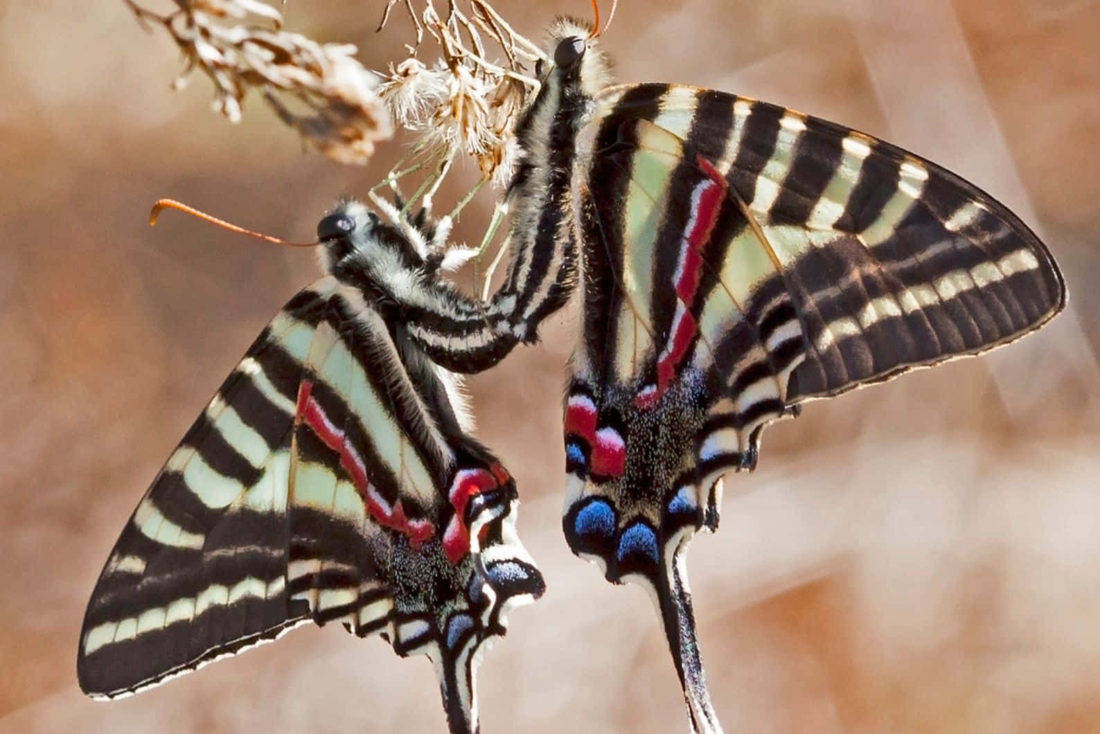 Zebra Swallowtail Butterflies Mating Wallpaper