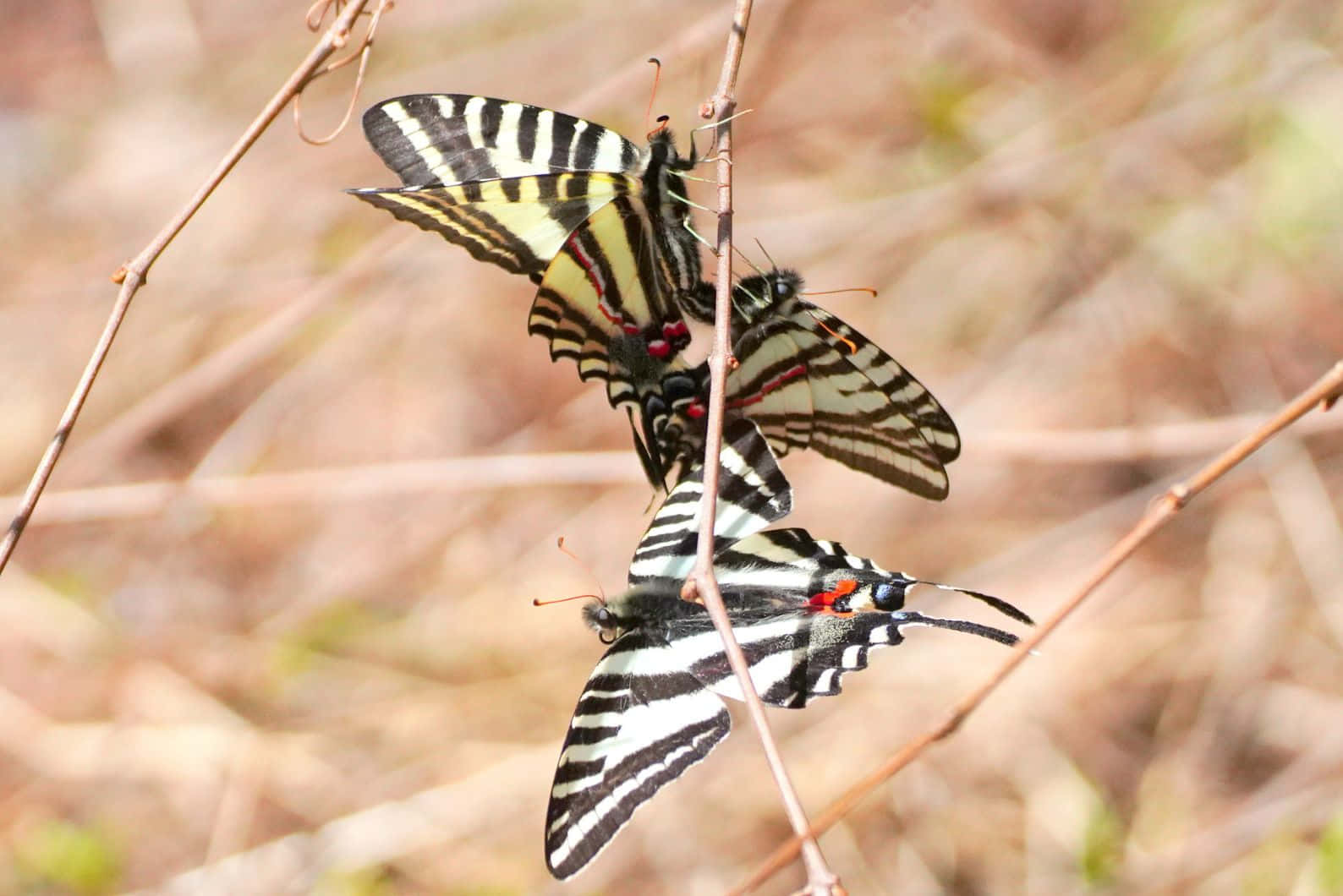 Zebra Swallowtail Butterflies Mating Wallpaper