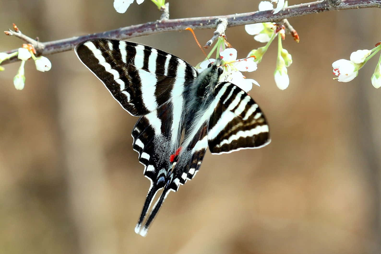 Zebra_ Swallowtail_ Butterfly_ Perched Wallpaper