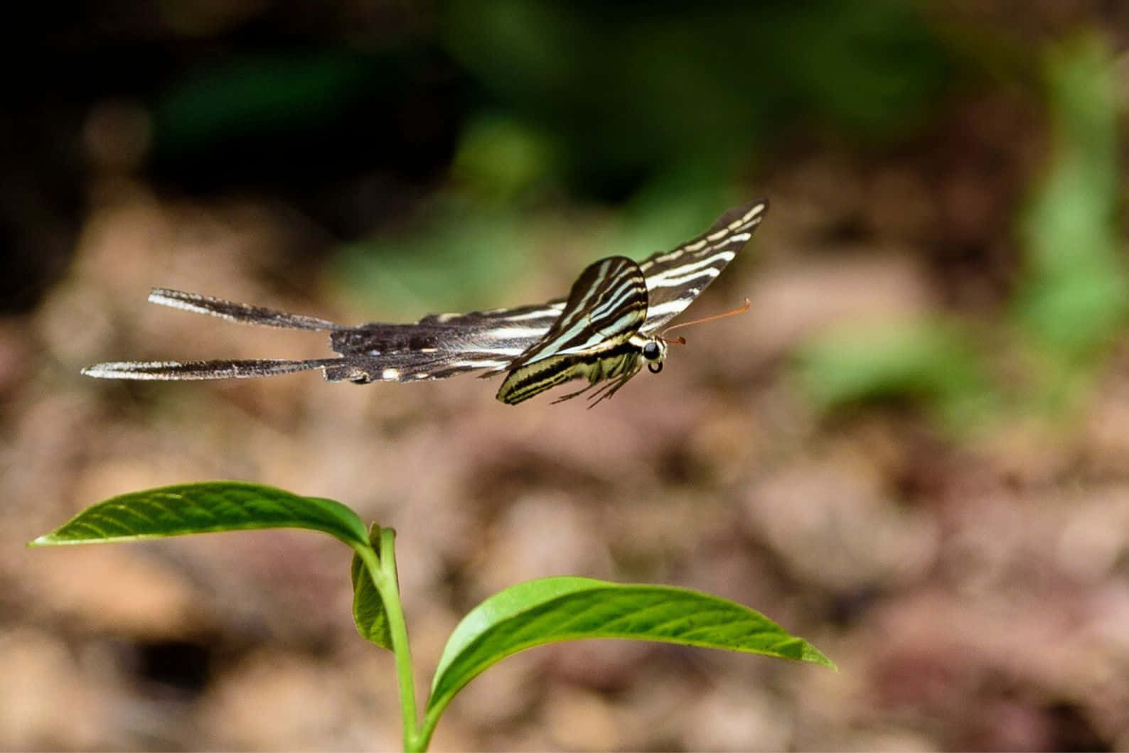 Zebra Swallowtail Butterflyin Nature Wallpaper