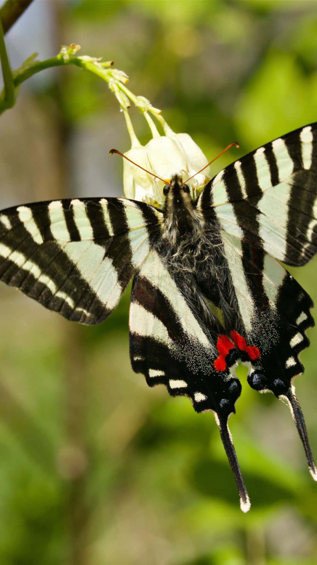 Zebra Swallowtail Butterflyon Flower Wallpaper