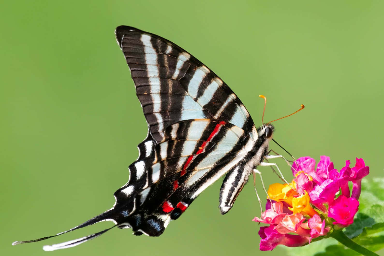 Zebra Swallowtail Butterflyon Flower Wallpaper