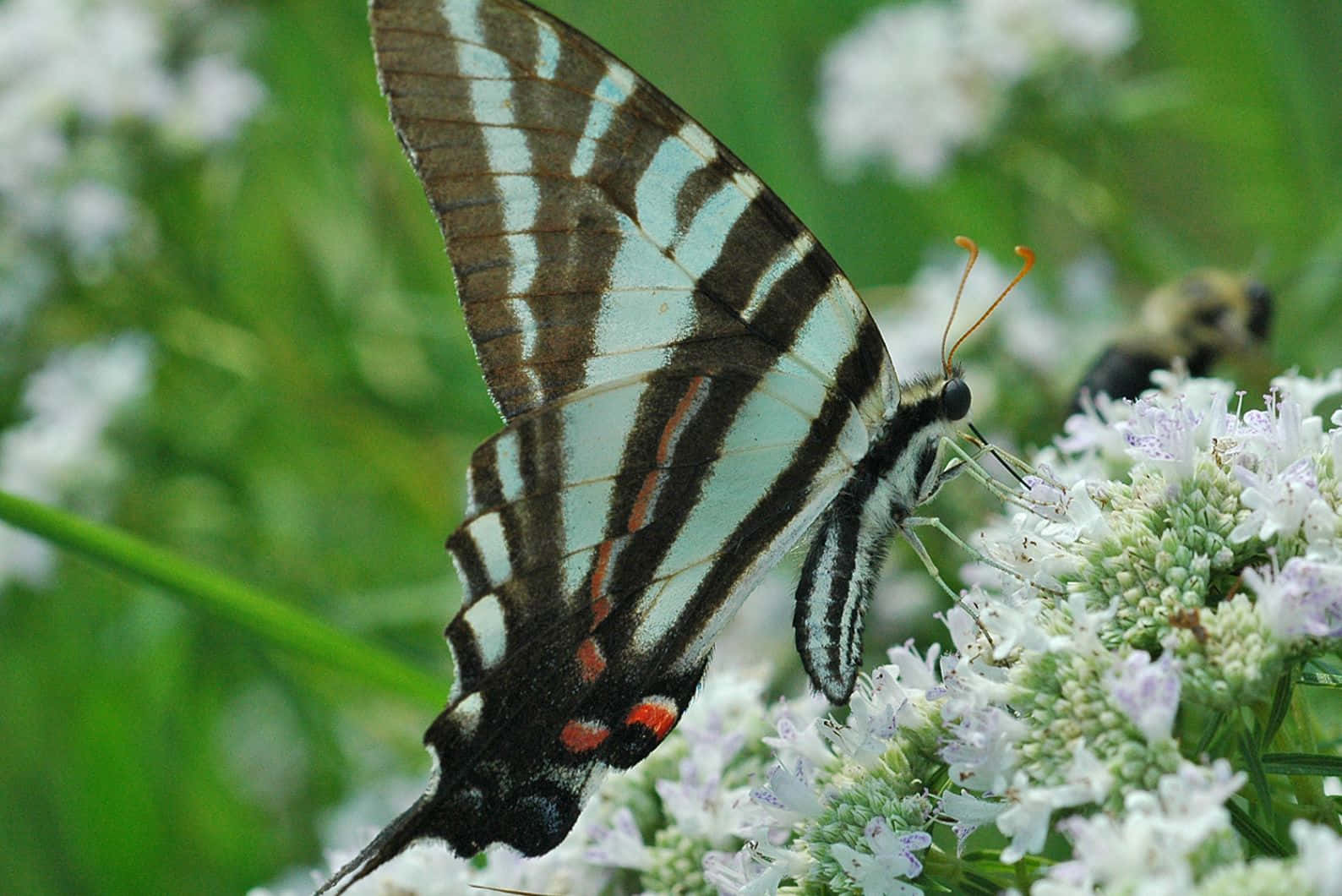 Zebra Swallowtail Butterflyon Flowers Wallpaper