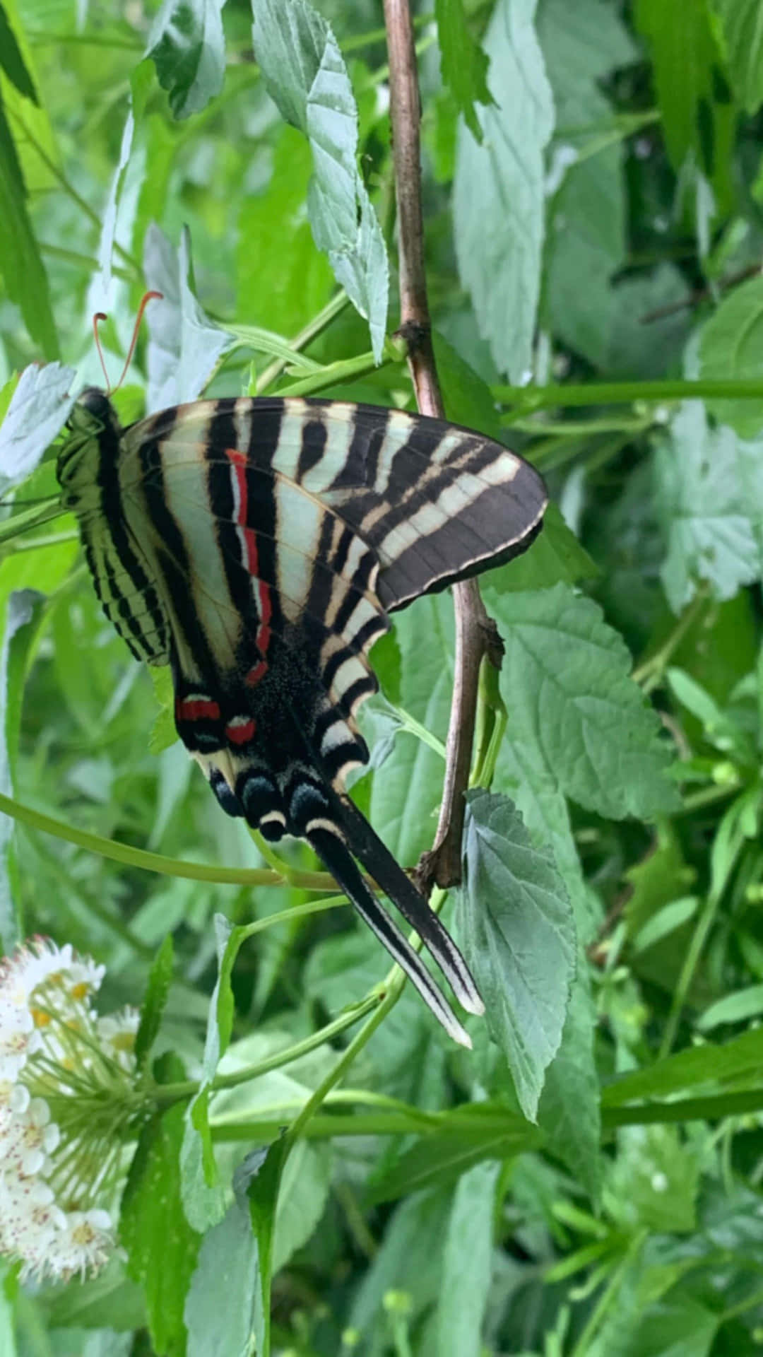 Zebra Swallowtail Butterflyon Greenery Wallpaper