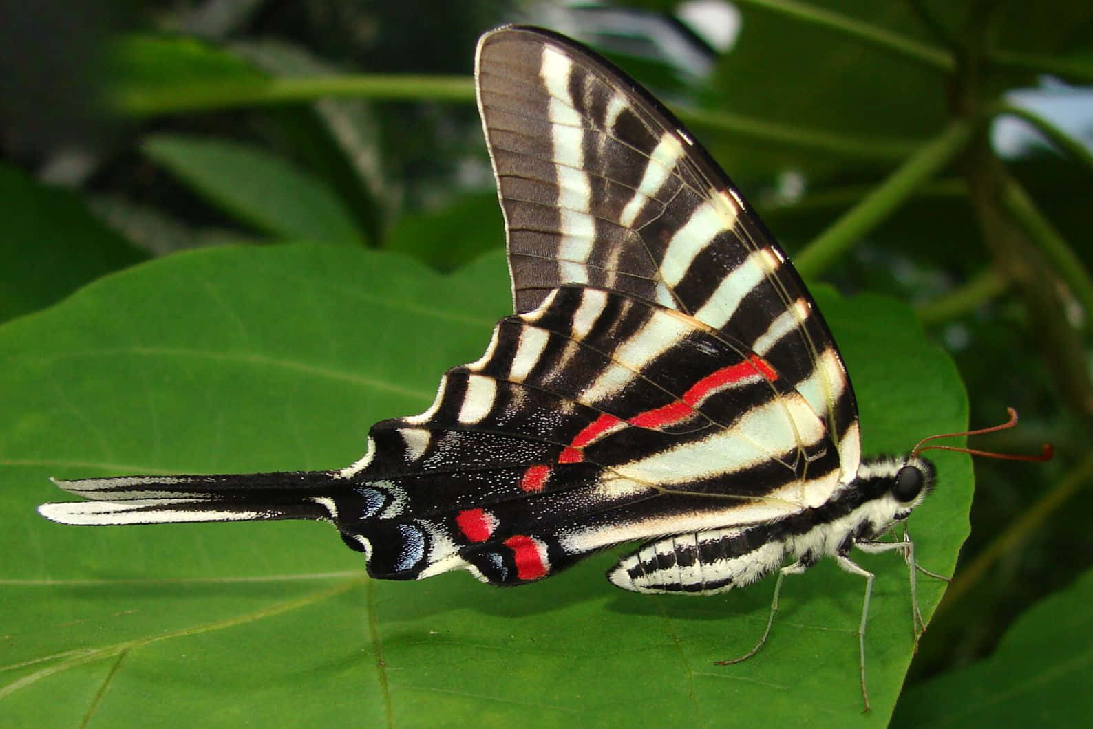 Zebra Swallowtail Butterflyon Leaf Wallpaper