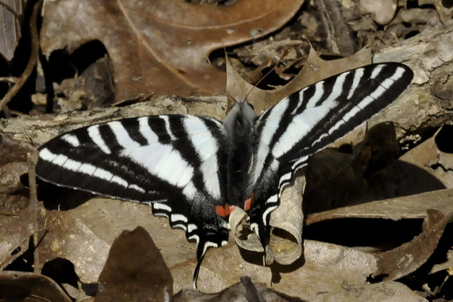 Zebra Swallowtail Butterflyon Leaves Wallpaper