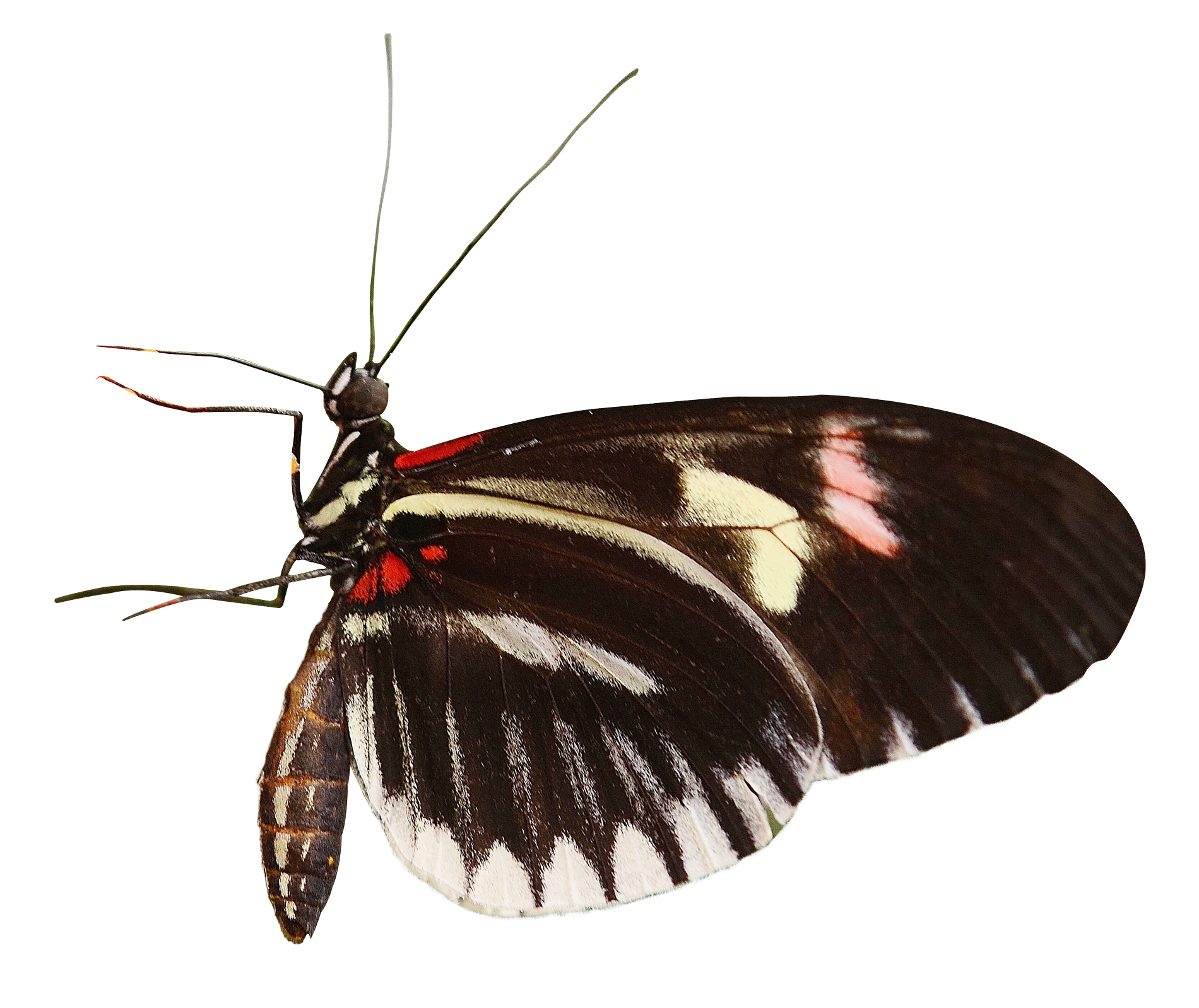 Zebra Winged Butterfly PNG