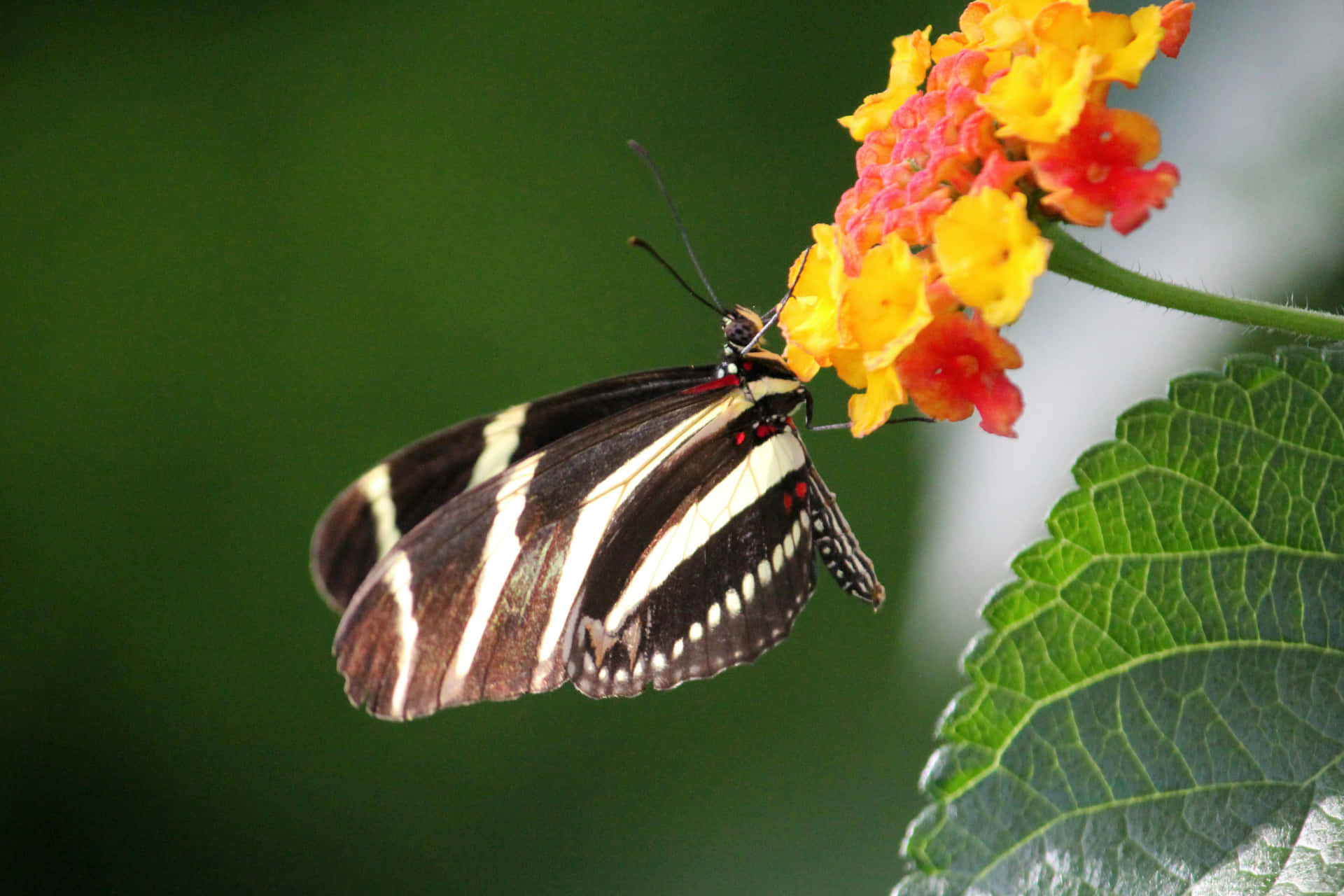 Zebra Winged Butterflyon Flower Wallpaper