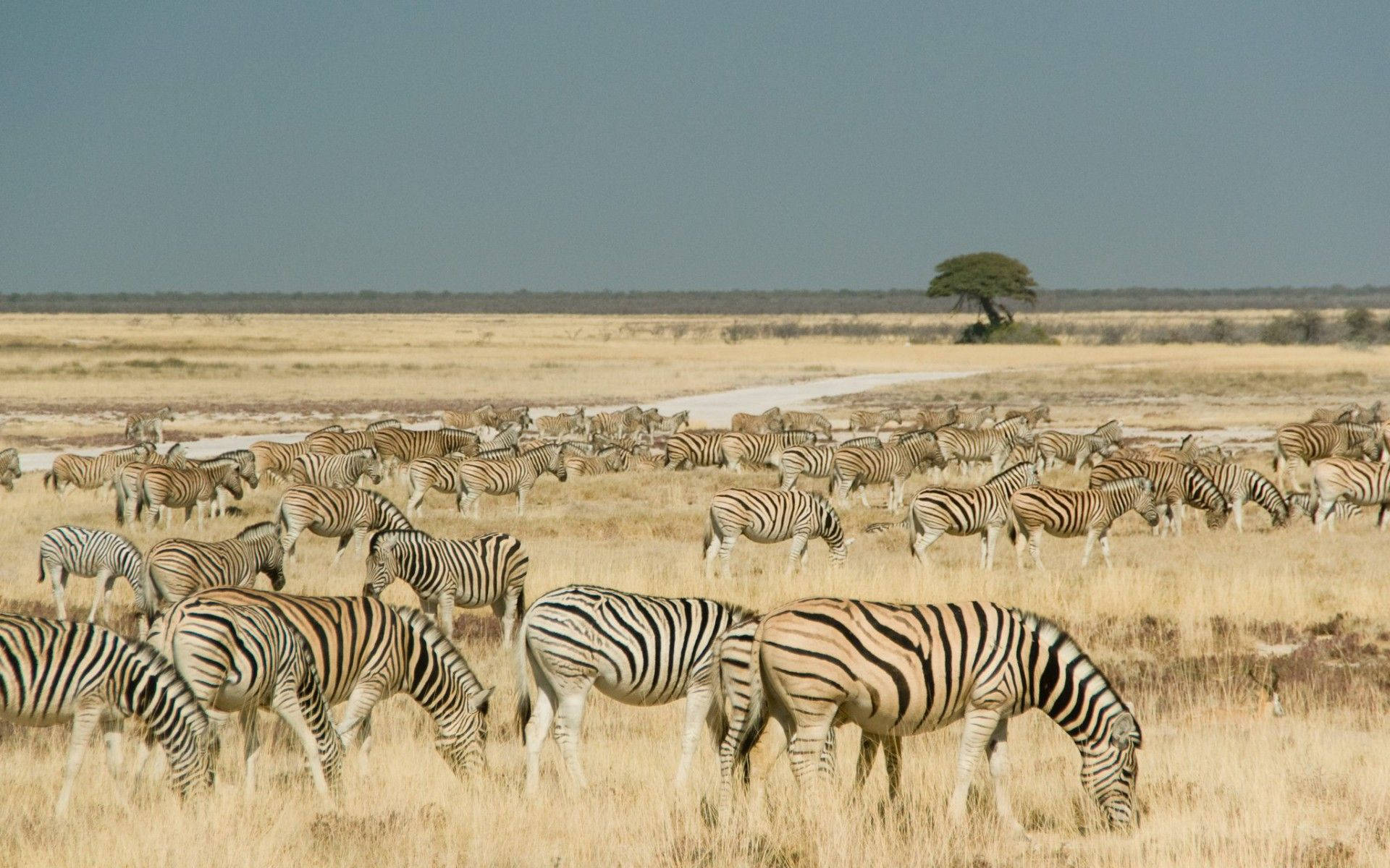 Zebraer I Namibia Wallpaper