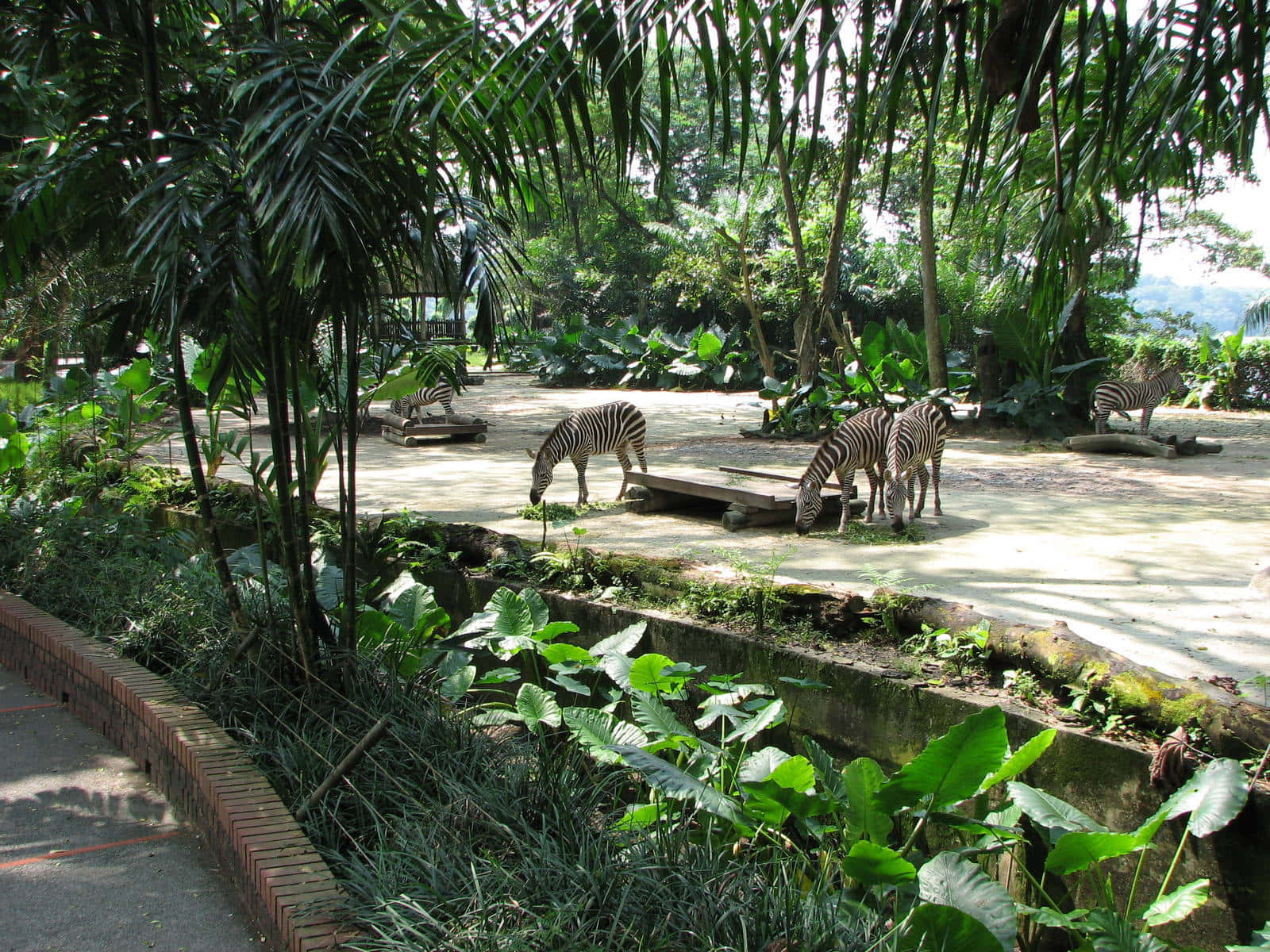 Download Zebras_at_ Singapore_ Zoo Wallpaper | Wallpapers.com