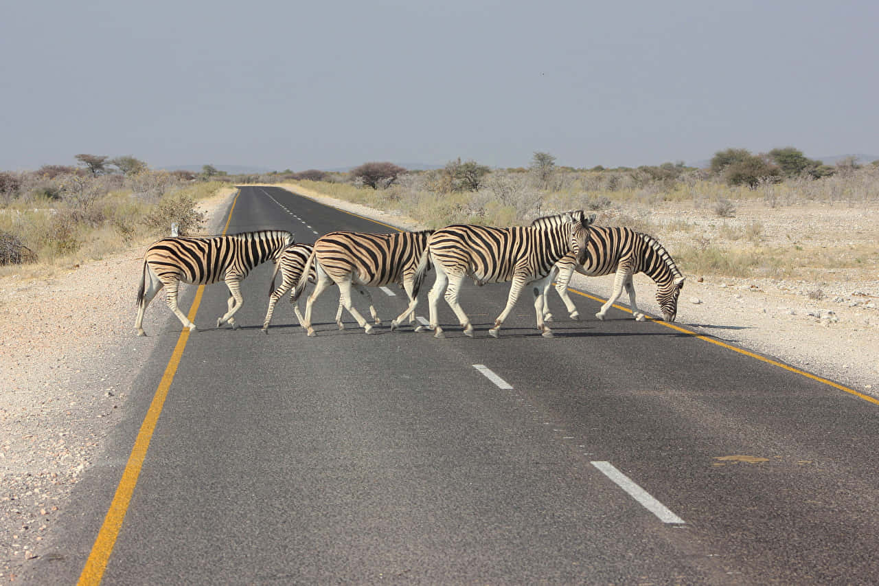Zebrassüße Tiere Überqueren Die Straße Wallpaper