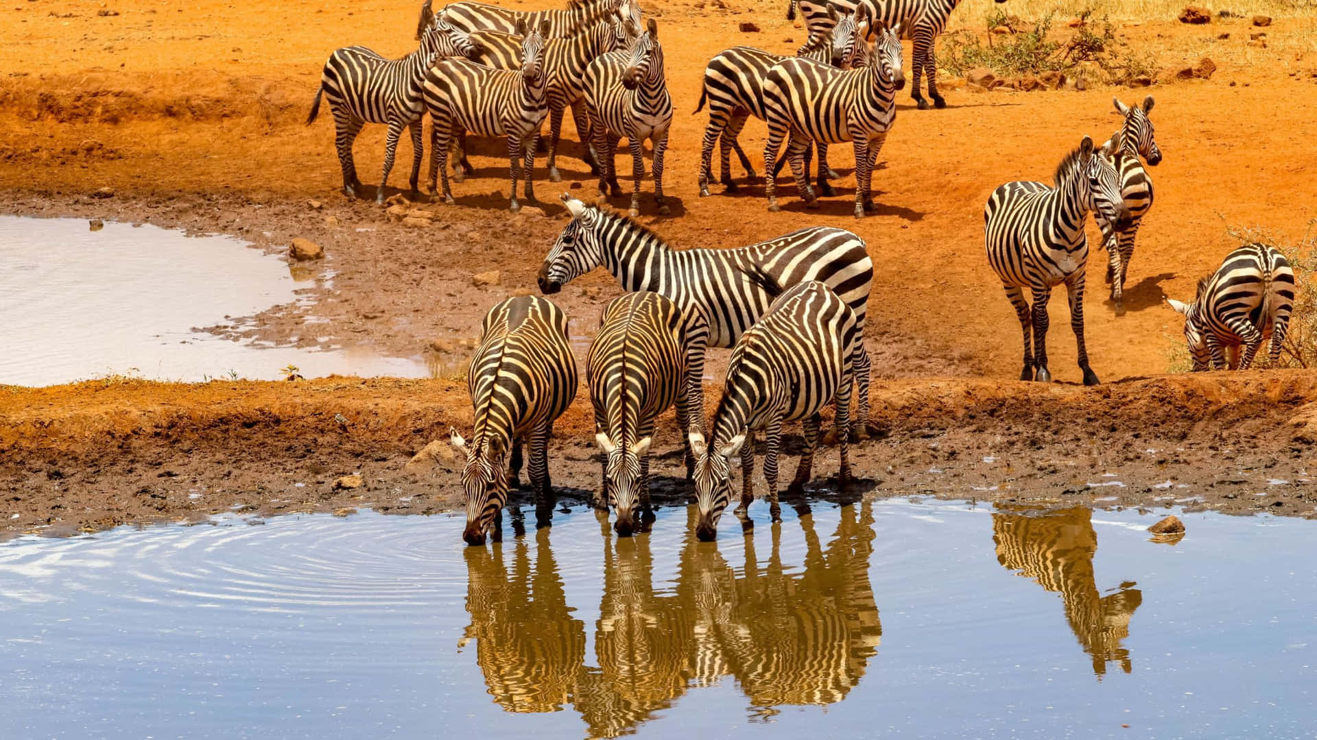 Zebras Drinking Waterhole Safari Wallpaper