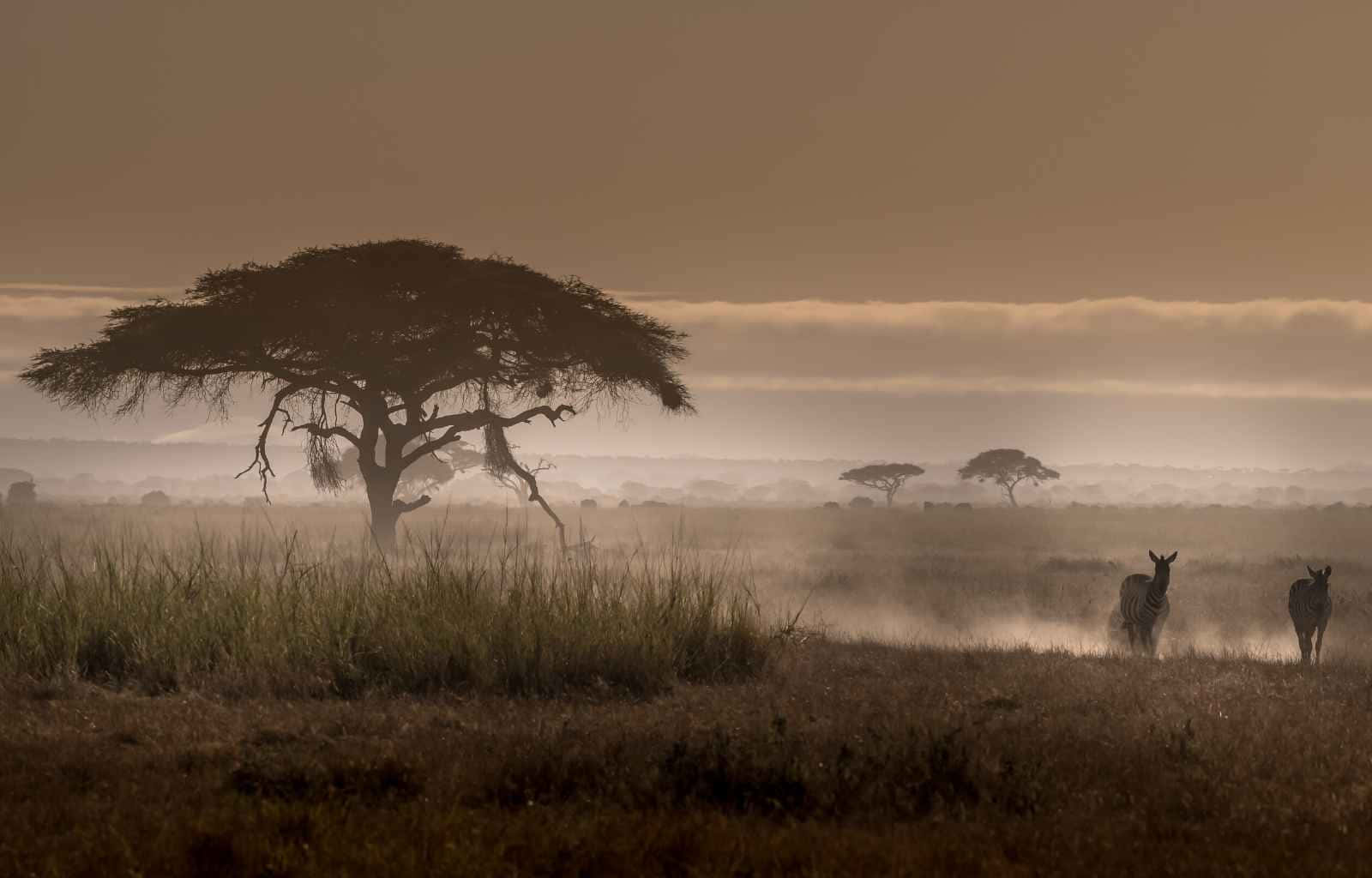 Zebras i Masai Mara National Reserve skaber et drømmeagtigt scenarie. Wallpaper